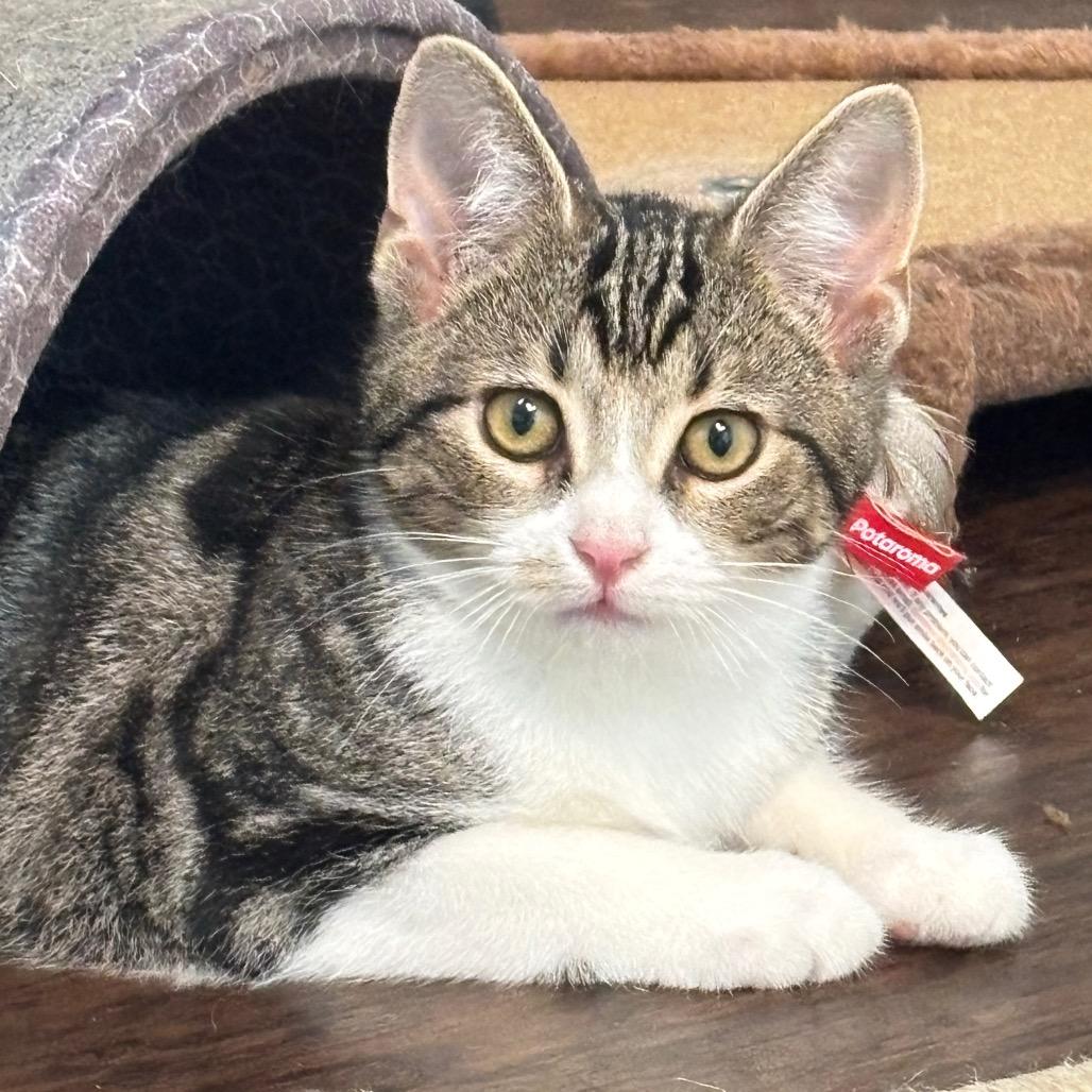 Poppy 40C26, a Adoptable mixed breed in Napoleon, OH image 2/6