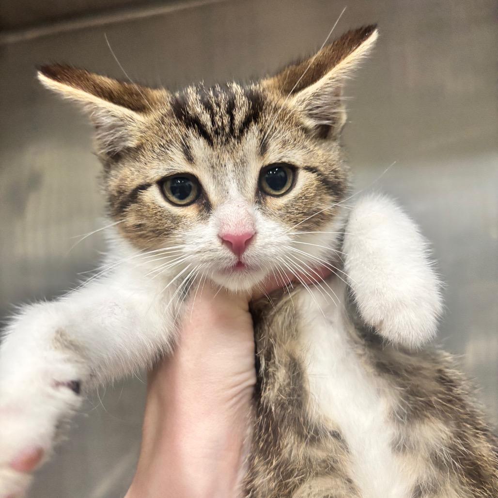 Poppy 40C26, a Adoptable mixed breed in Napoleon, OH image 4/6