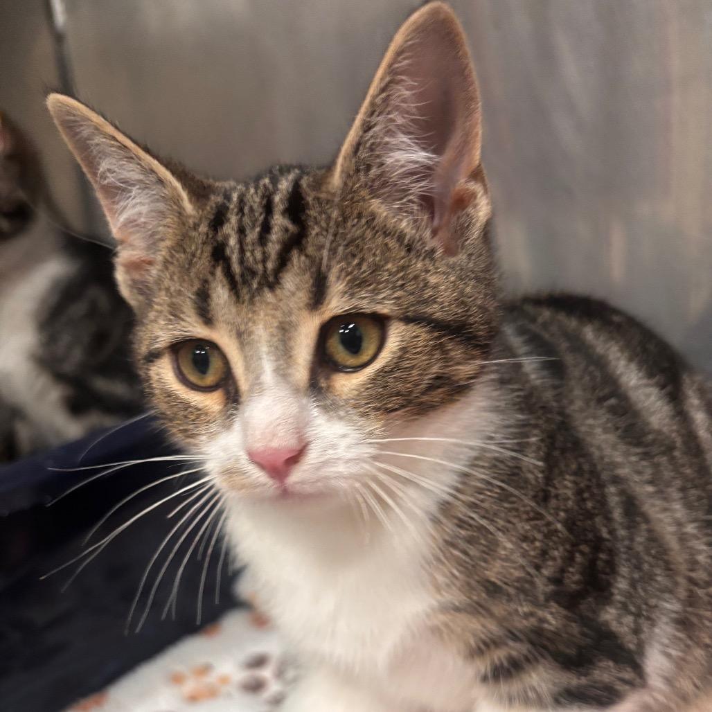 Poppy 40C26, a Adoptable mixed breed in Napoleon, OH image 5/6