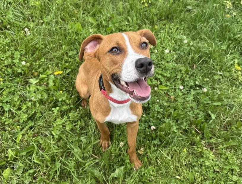 Axel, Adoptable, Young Male Pit Bull Terrier.