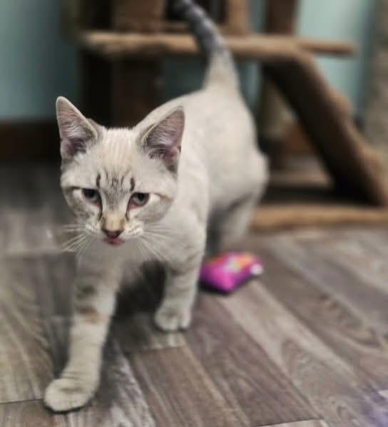 Bert, adopted, Kitten Male Siamese.