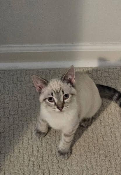 Bert, an adopted mixed breed in Hopkinsville, KY image 2/2