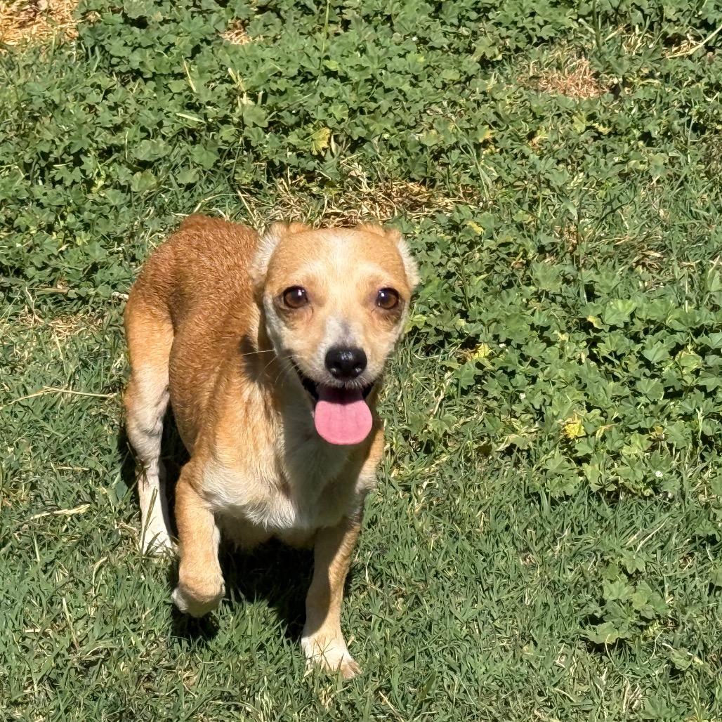 Monet (*), a Adoptable mixed breed in Sacramento, CA image 1/2