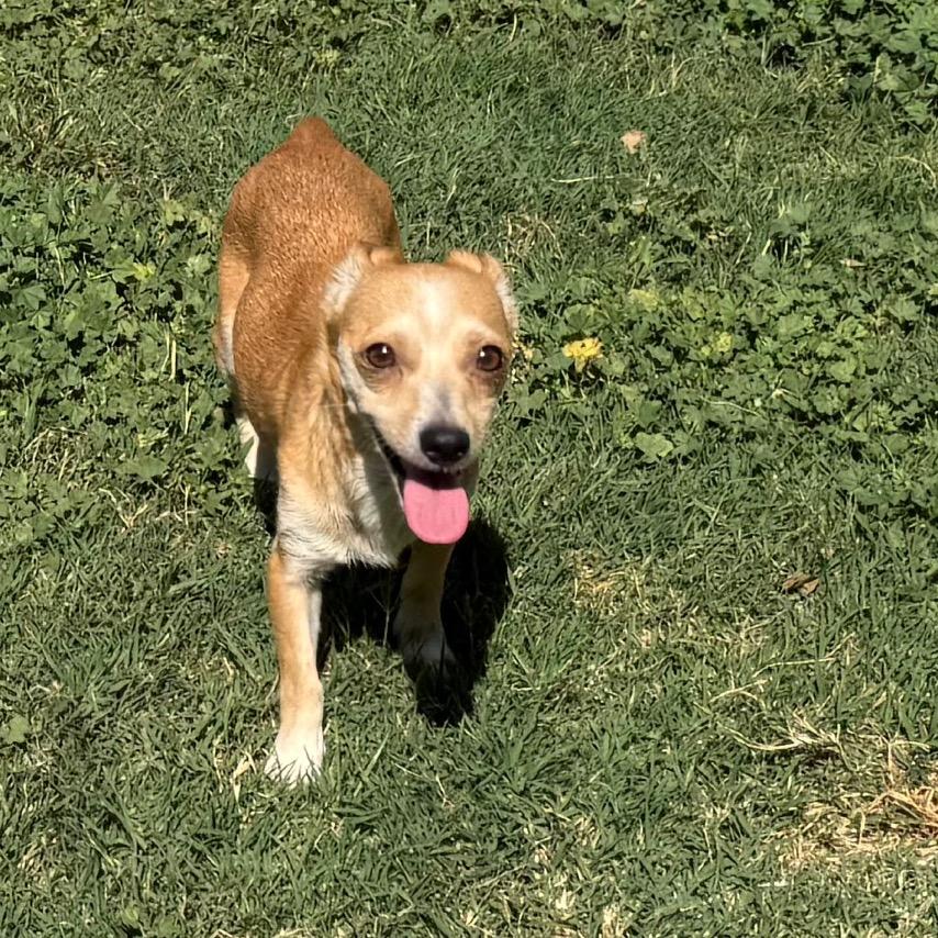 Monet (*), a Adoptable mixed breed in Sacramento, CA image 2/2