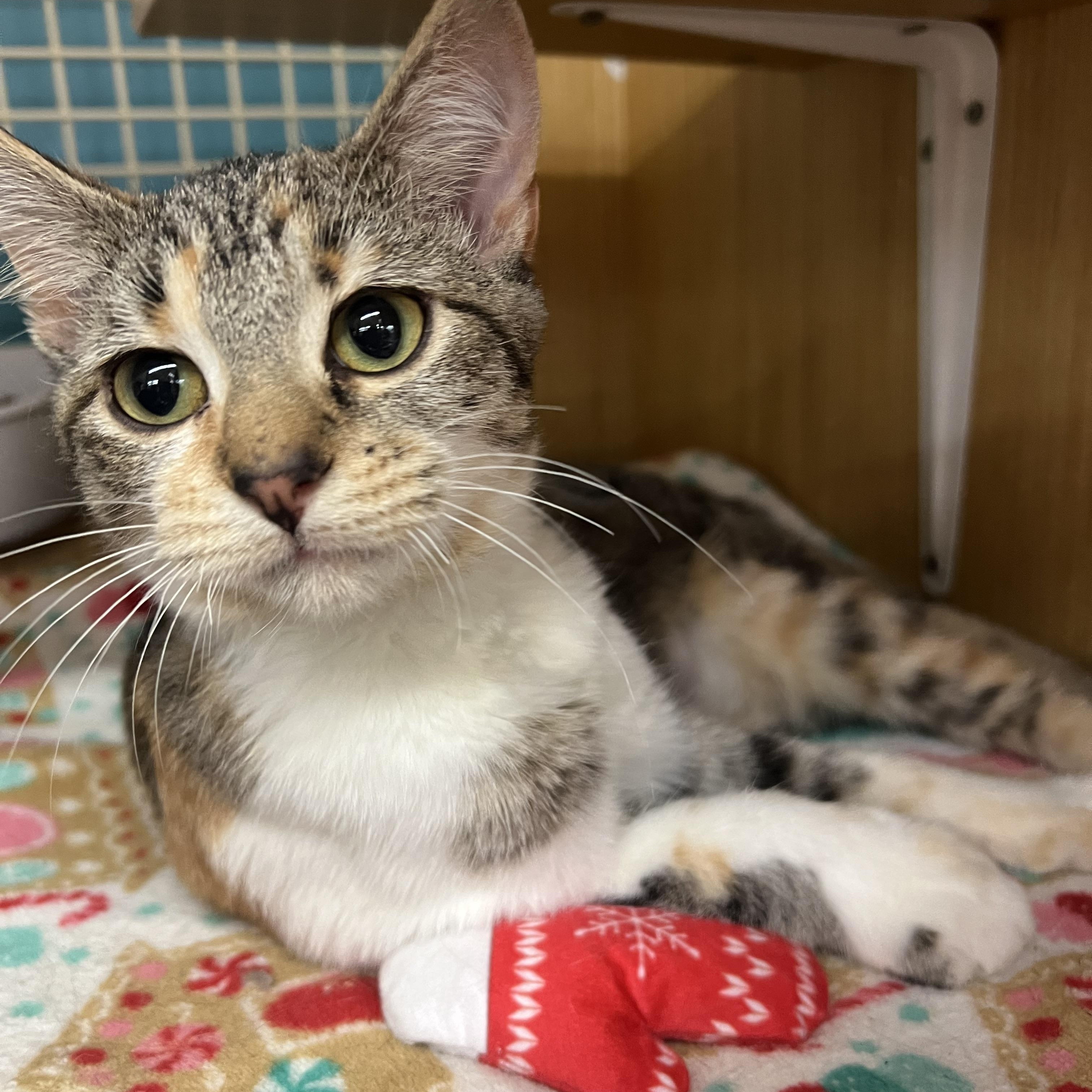 Oreo & Nutter Butter, ADOPTABLE, Kitten Female Domestic Short Hair.