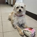 Miguel , adopted, Adult Male Rat Terrier.