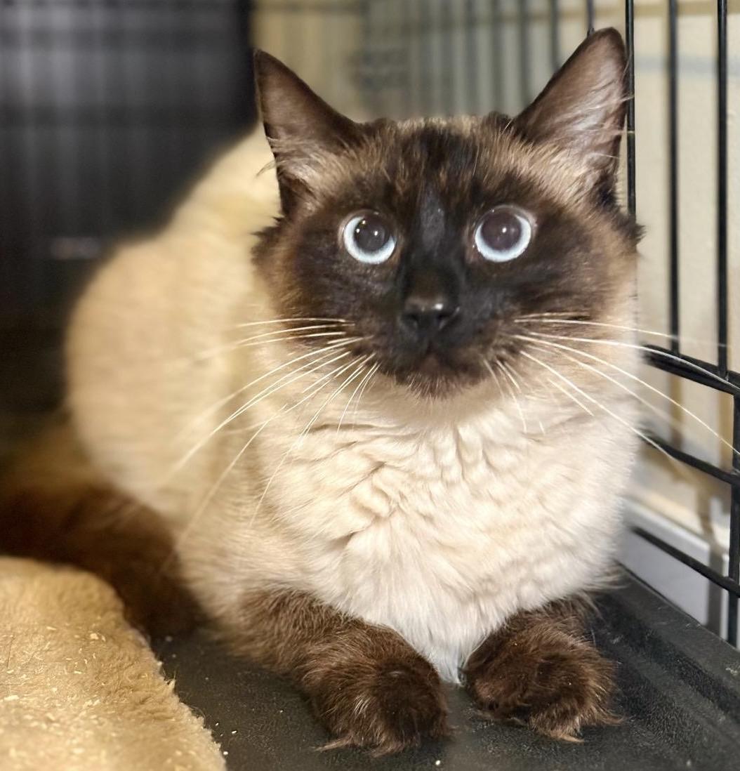 Joy, an adoptable Ragdoll in BURNABY, BC, V3J 1N3 | Photo Image 1