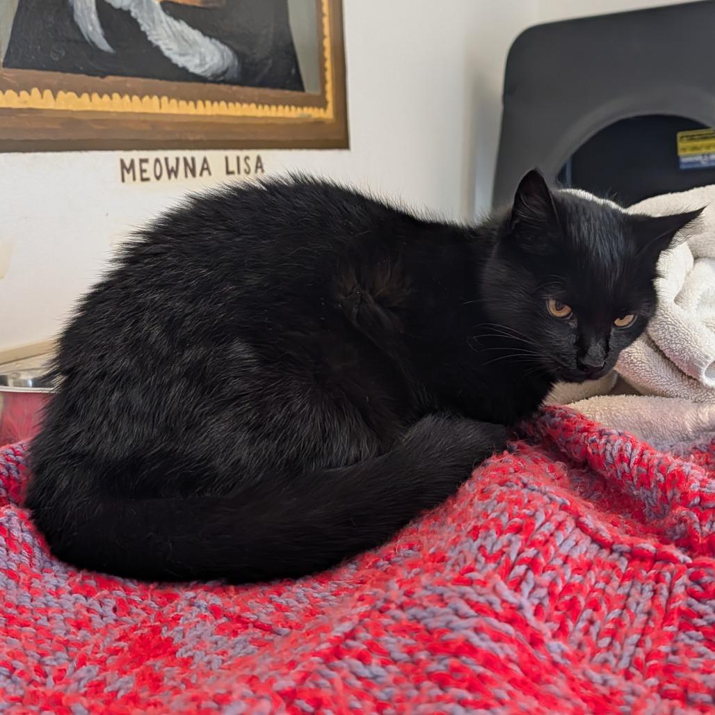 Enlarge Mimsy, a Adoptable Domestic Short Hair in Delaware, OH image 1/6