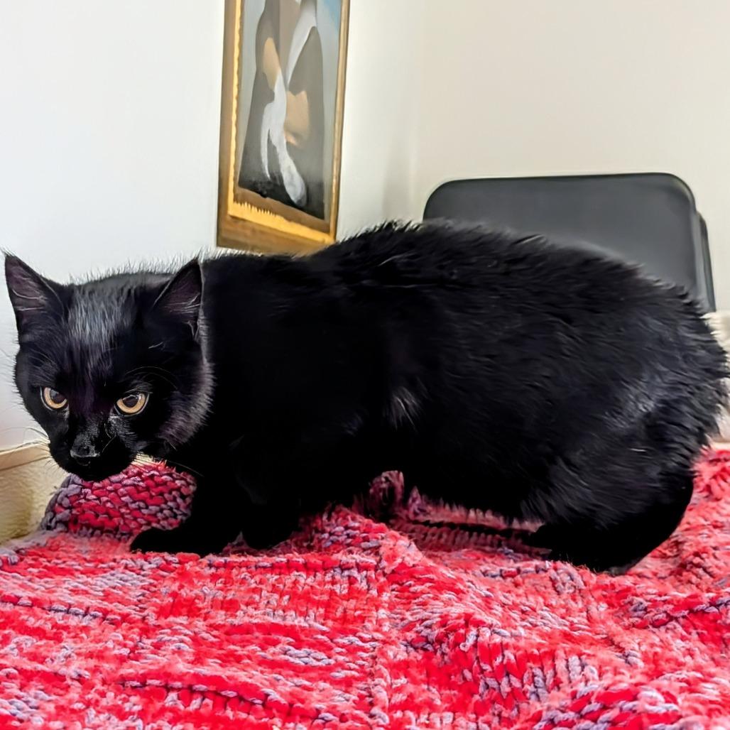 Enlarge Mimsy, a Adoptable Domestic Short Hair in Delaware, OH image 2/6
