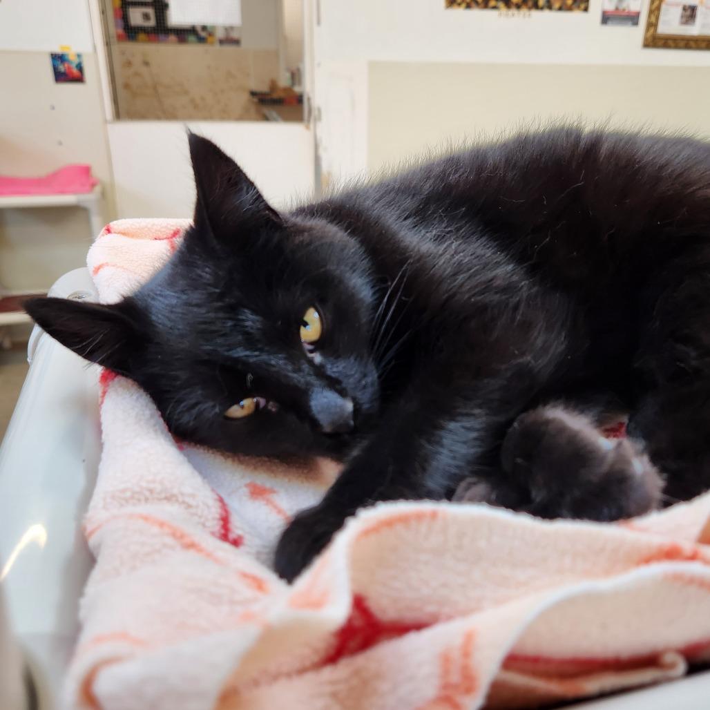 Enlarge Mimsy, a Adoptable Domestic Short Hair in Delaware, OH image 3/6