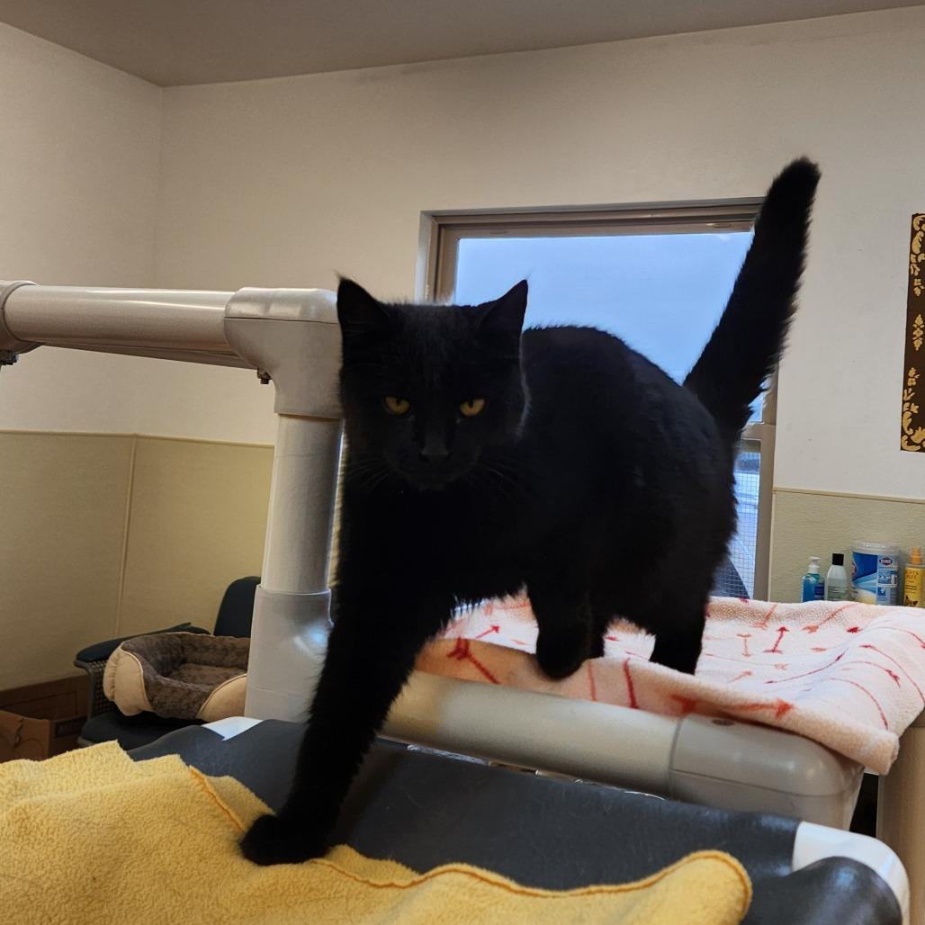Enlarge Mimsy, a Adoptable Domestic Short Hair in Delaware, OH image 4/6