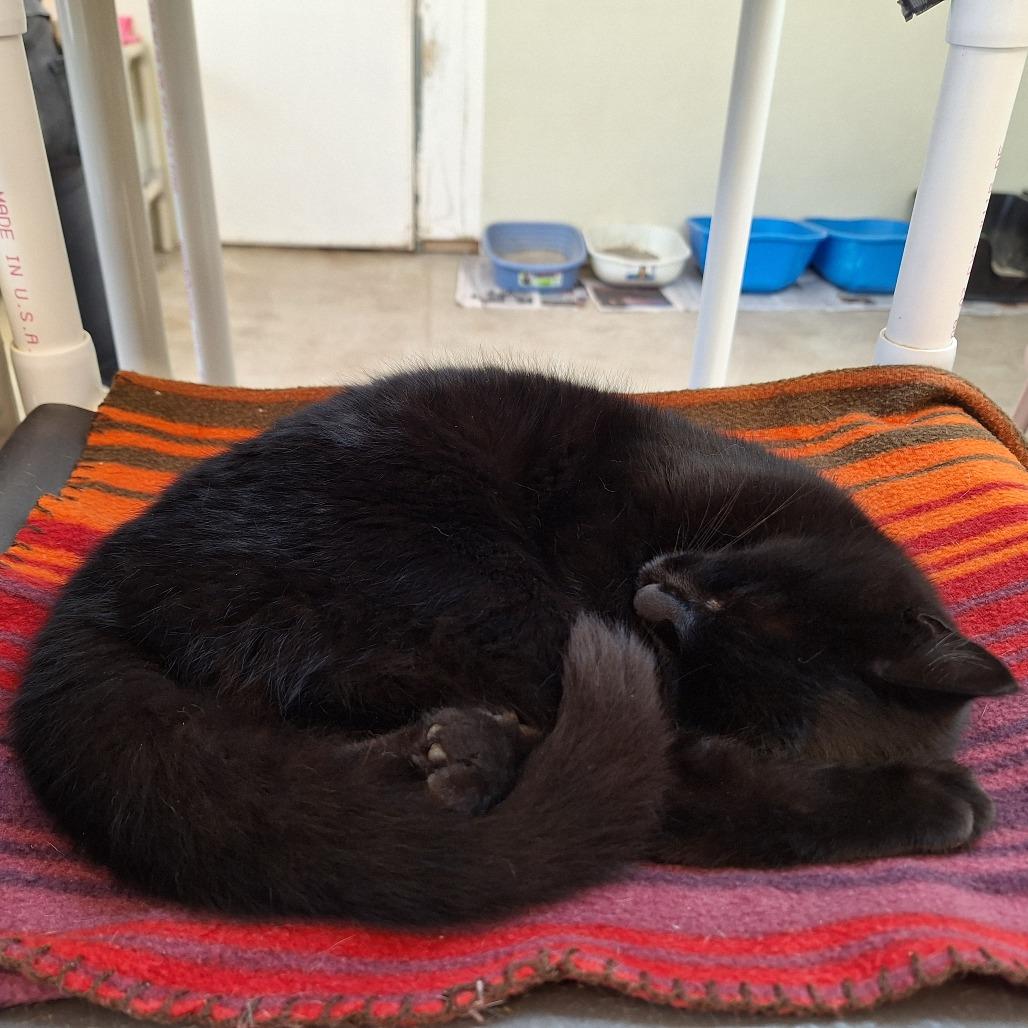 Enlarge Mimsy, a Adoptable Domestic Short Hair in Delaware, OH image 5/6