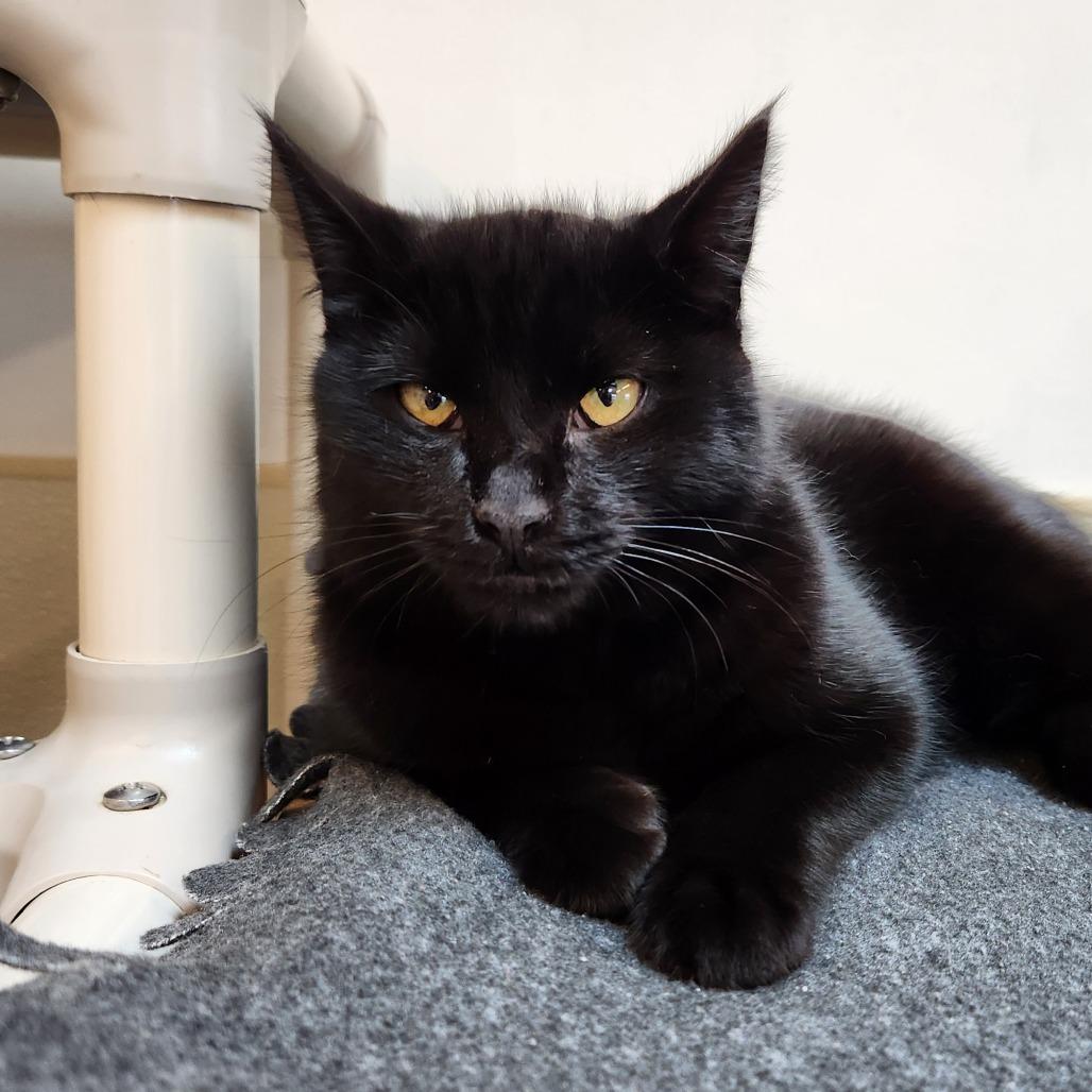 Enlarge Mimsy, a Adoptable Domestic Short Hair in Delaware, OH image 5/6