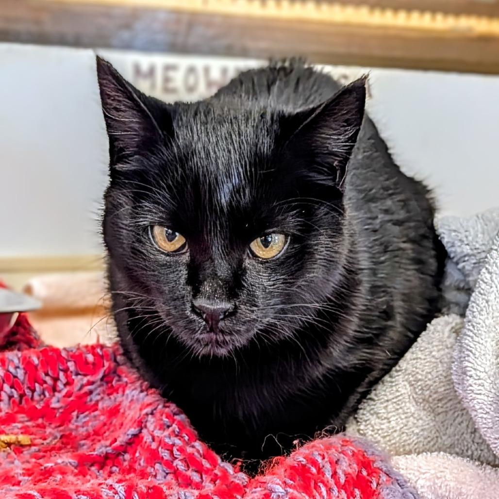 Enlarge Mimsy, a Adoptable Domestic Short Hair in Delaware, OH image 6/6