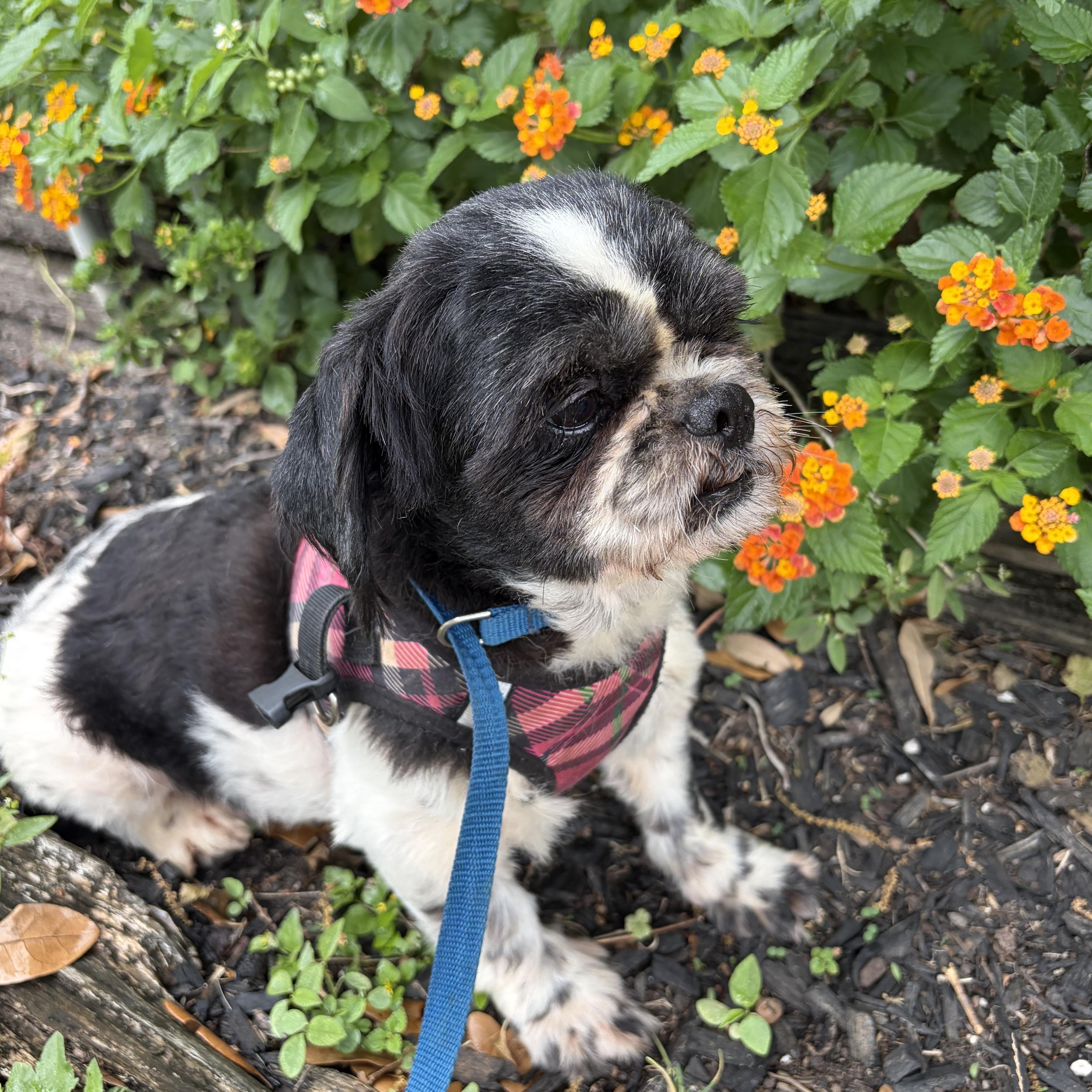 Enlarge Enzo-calm, cuddly goodness, an adopted mixed breed in Brattleboro, VT image 2/6