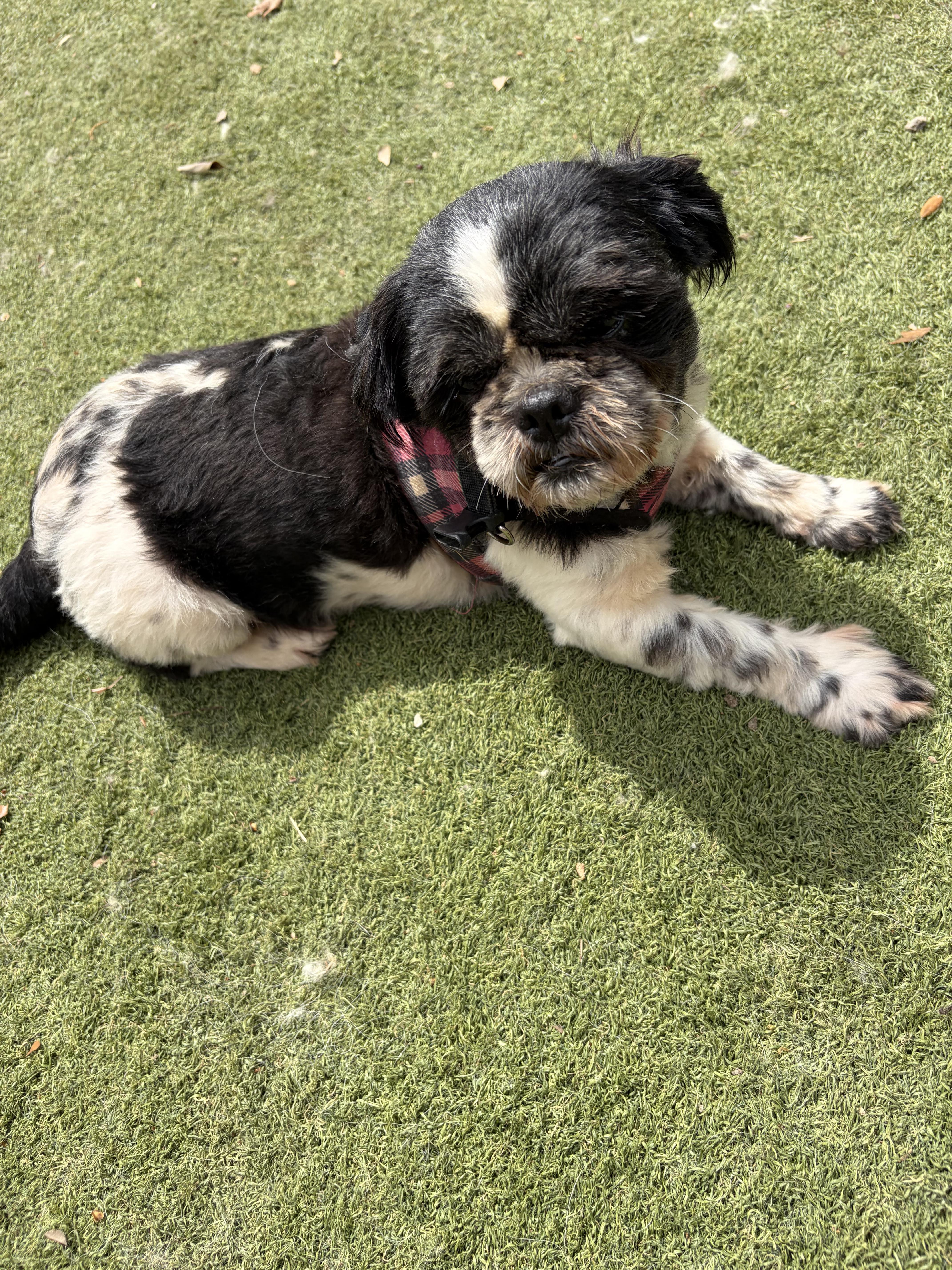 Enlarge Enzo-calm, cuddly goodness, an adopted mixed breed in Brattleboro, VT image 6/6