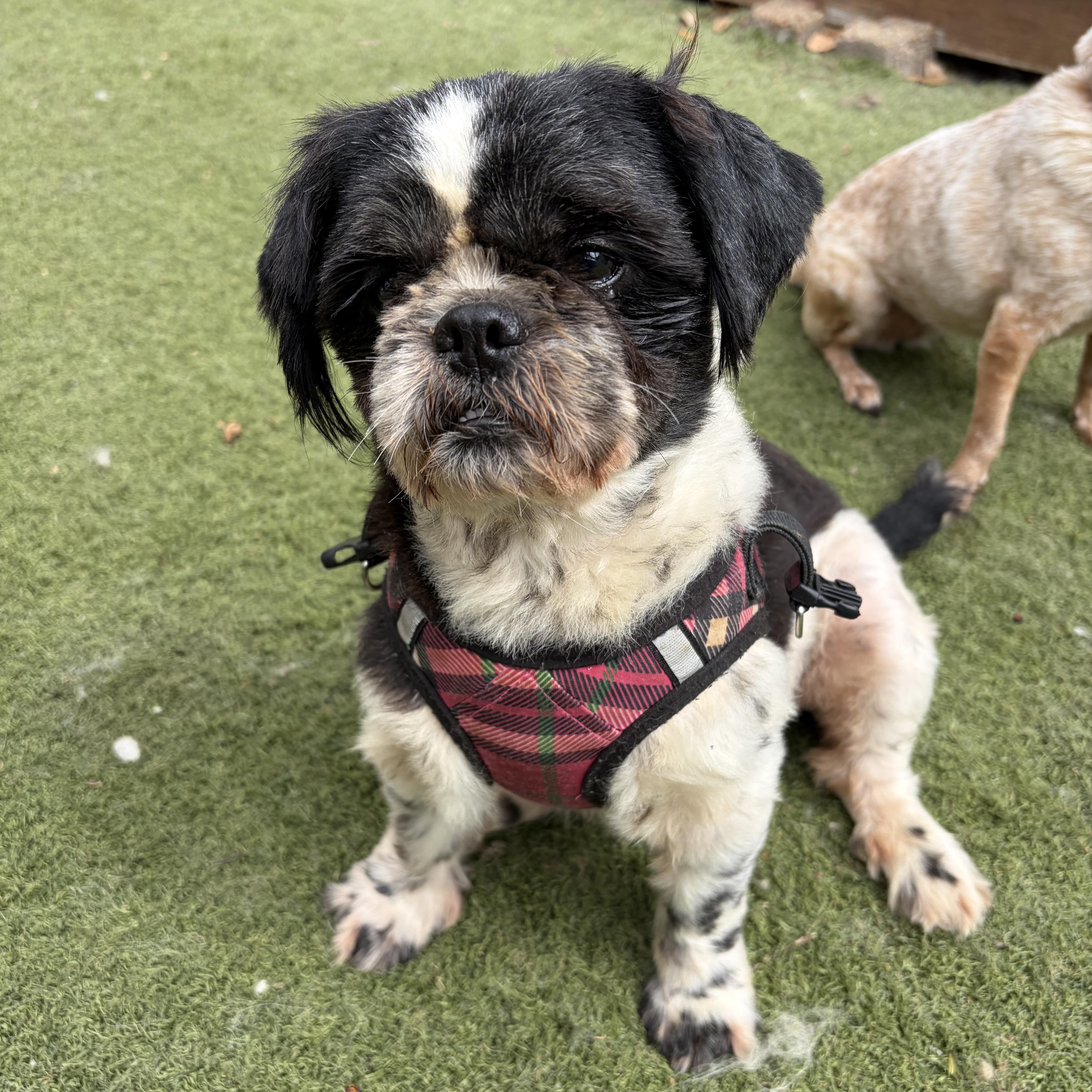Enzo-calm, cuddly goodness, adopted, Young Male Shih Tzu & Lhasa Apso.