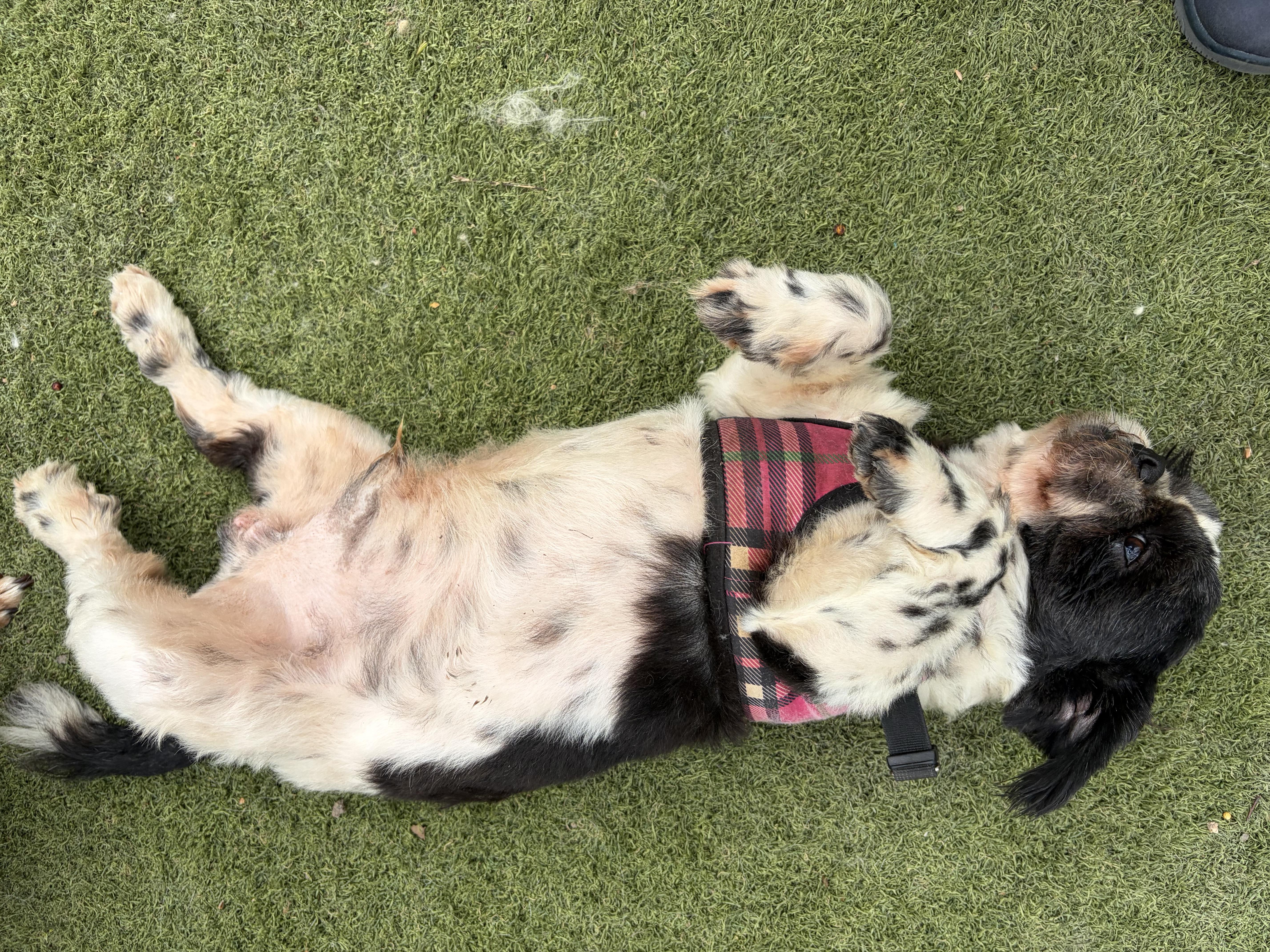 Enlarge Enzo-calm, cuddly goodness, an adopted mixed breed in Brattleboro, VT image 3/6