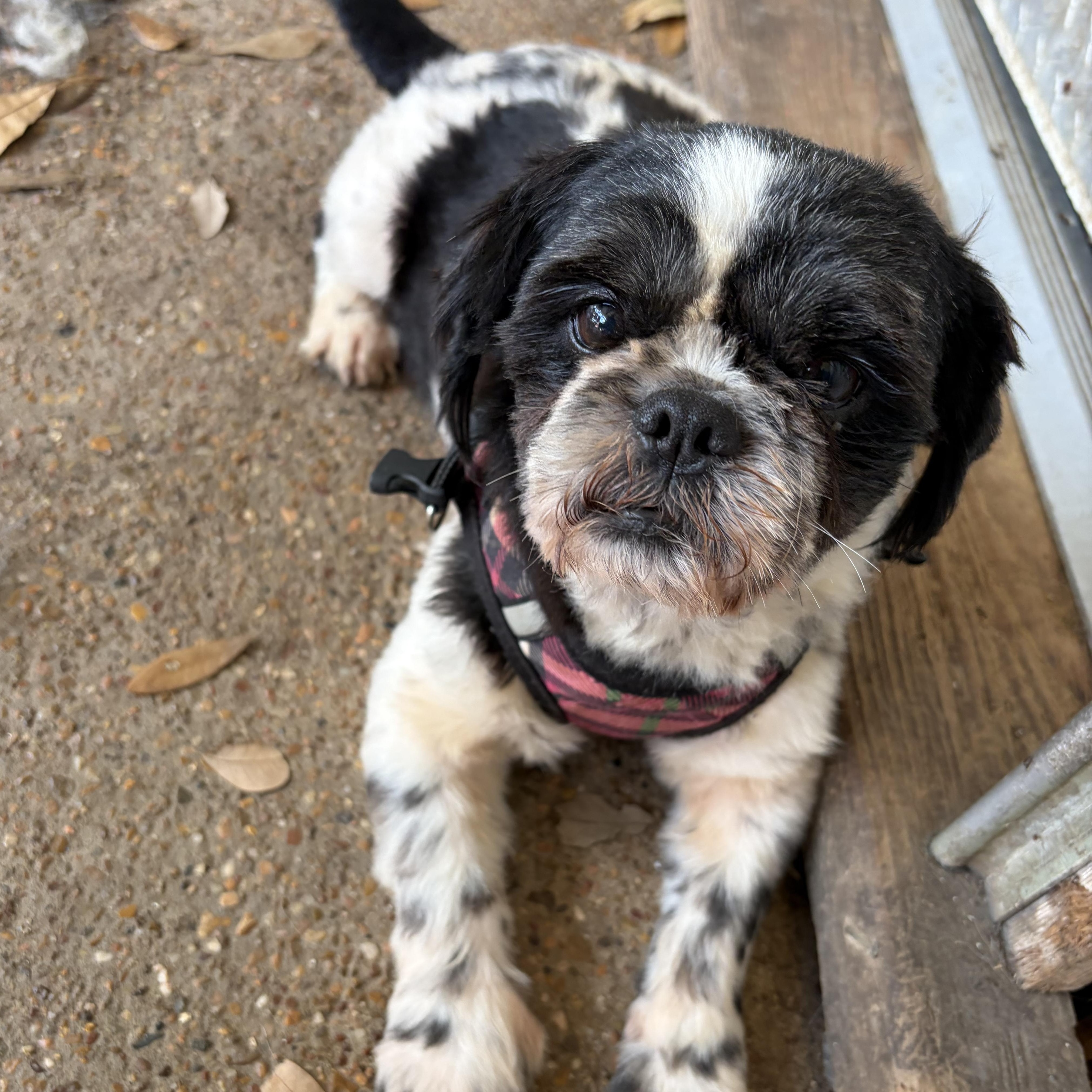 Enlarge Enzo-calm, cuddly goodness, an adopted mixed breed in Brattleboro, VT image 4/6