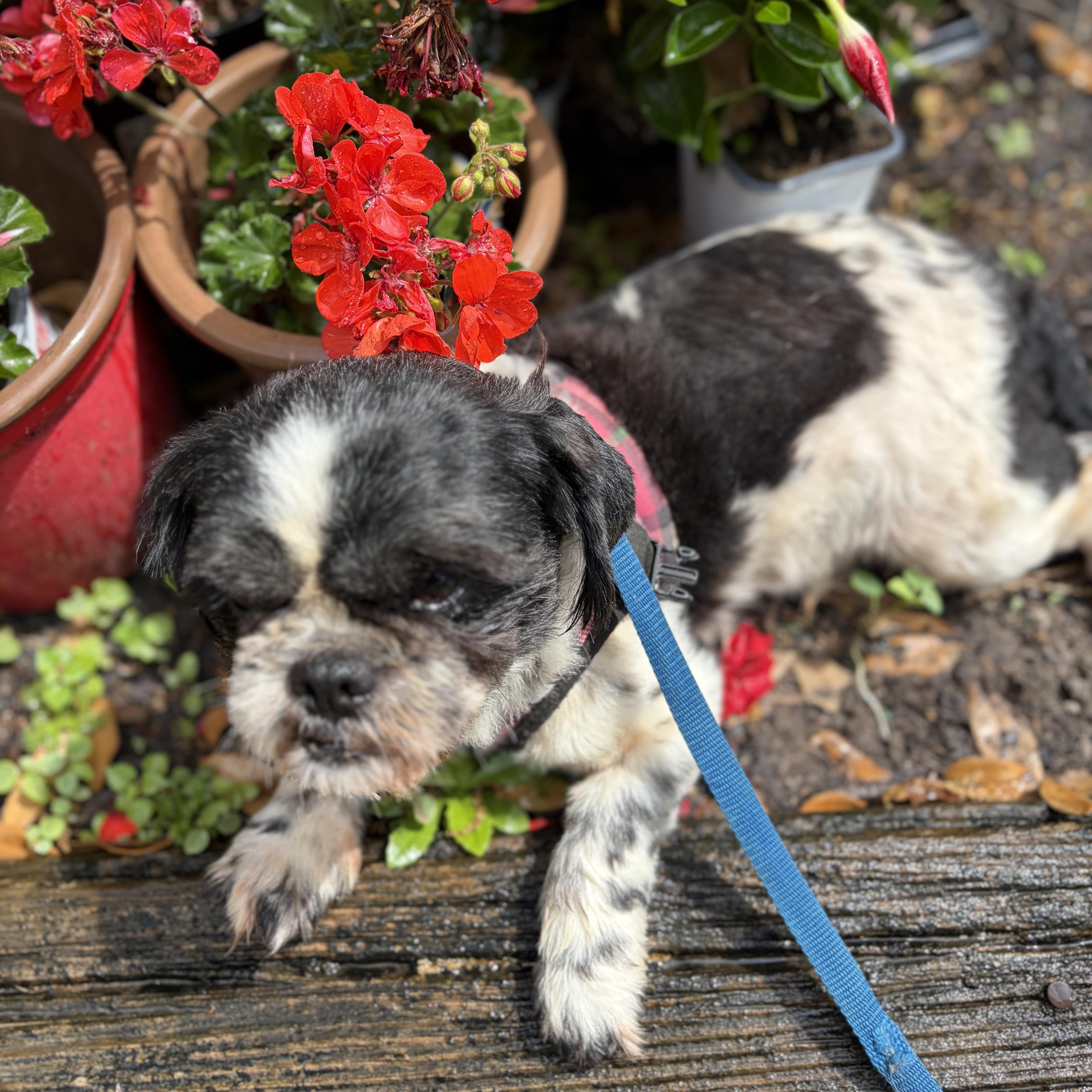 Enlarge Enzo-calm, cuddly goodness, an adopted mixed breed in Brattleboro, VT image 5/6
