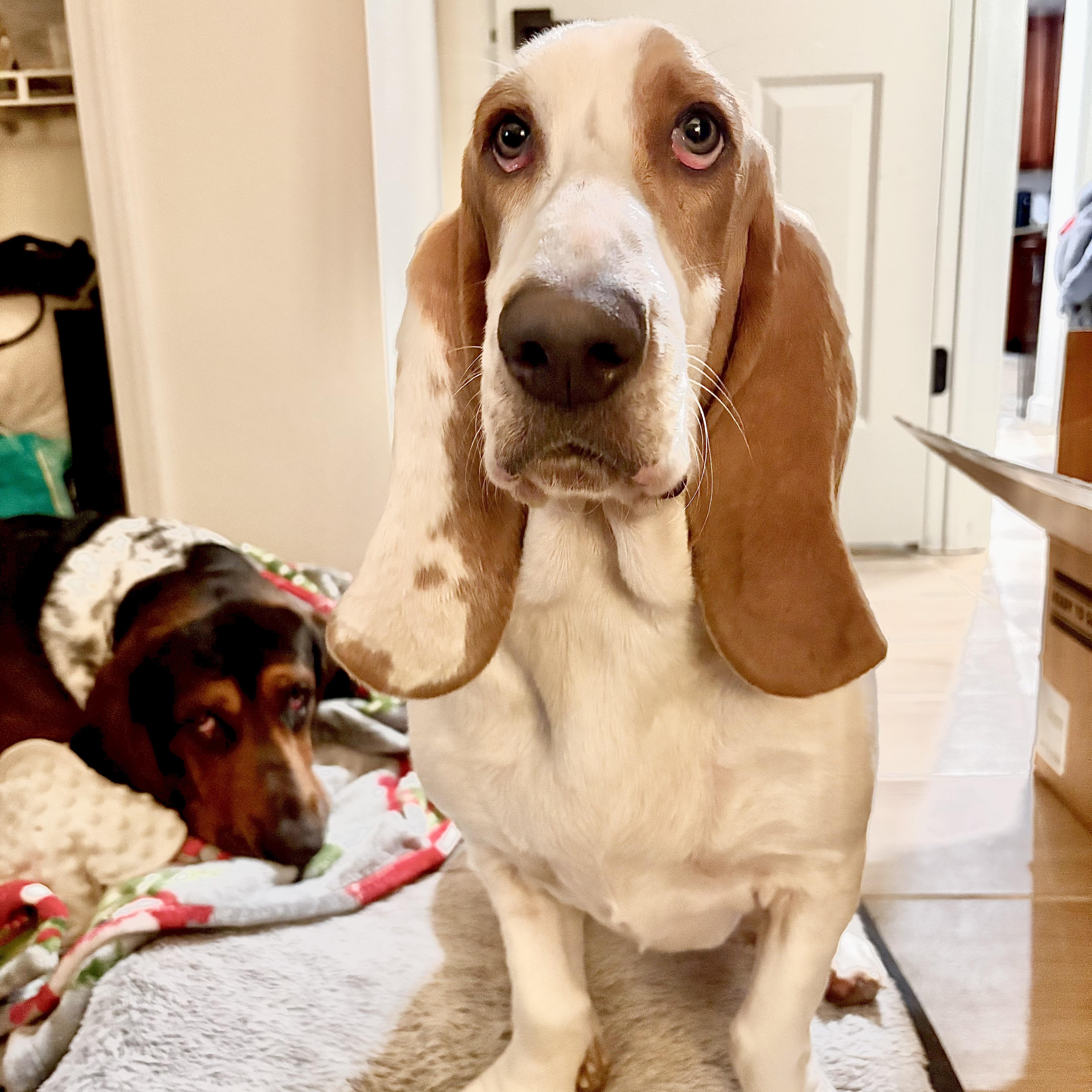 Enlarge Toby, a Adopted Basset Hound in Port Saint Lucie, FL image 1/4