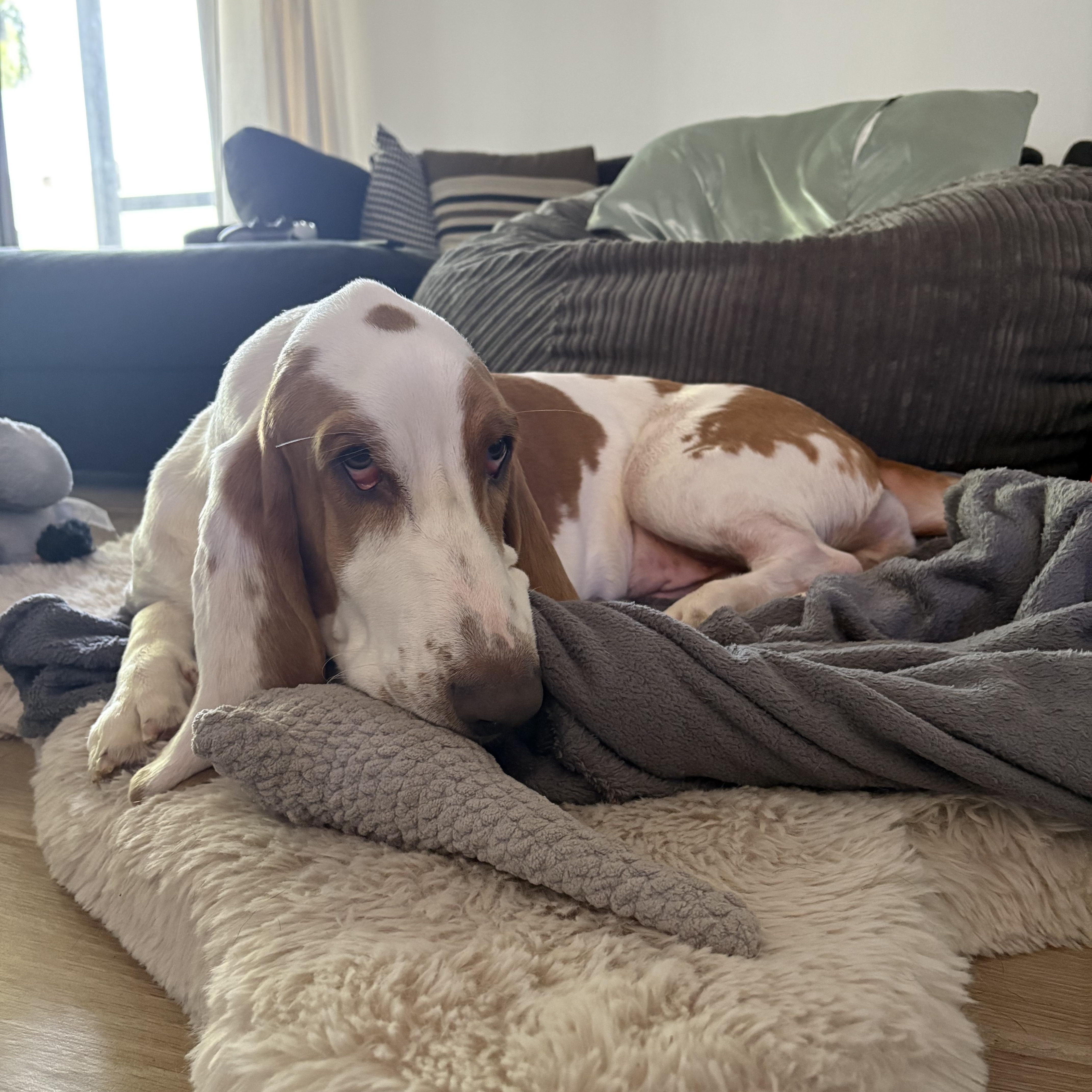 Enlarge Toby, a Adopted Basset Hound in Port Saint Lucie, FL image 3/4