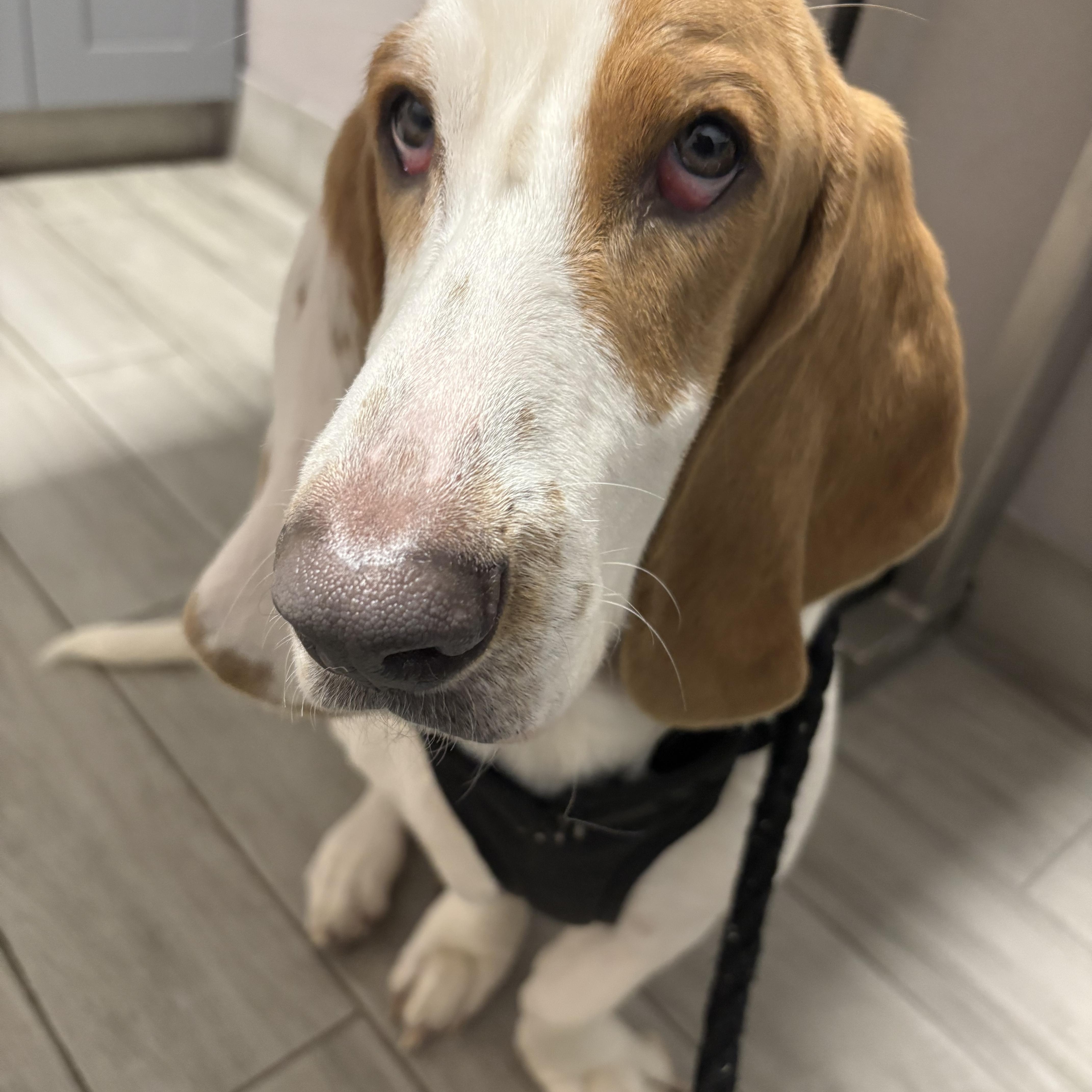 Enlarge Toby, a Adopted Basset Hound in Port Saint Lucie, FL image 4/4
