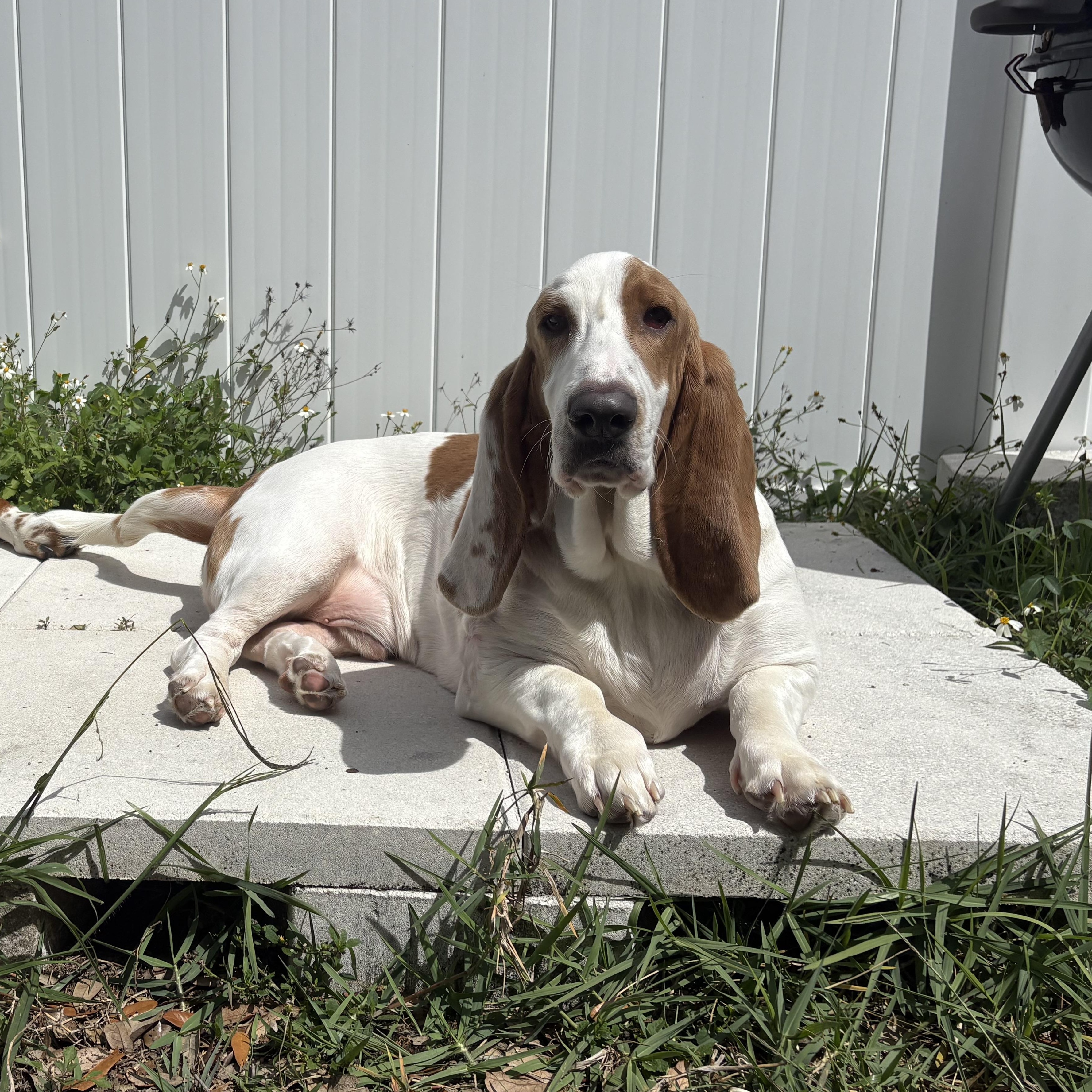Enlarge Toby, a Adopted Basset Hound in Port Saint Lucie, FL image 2/4