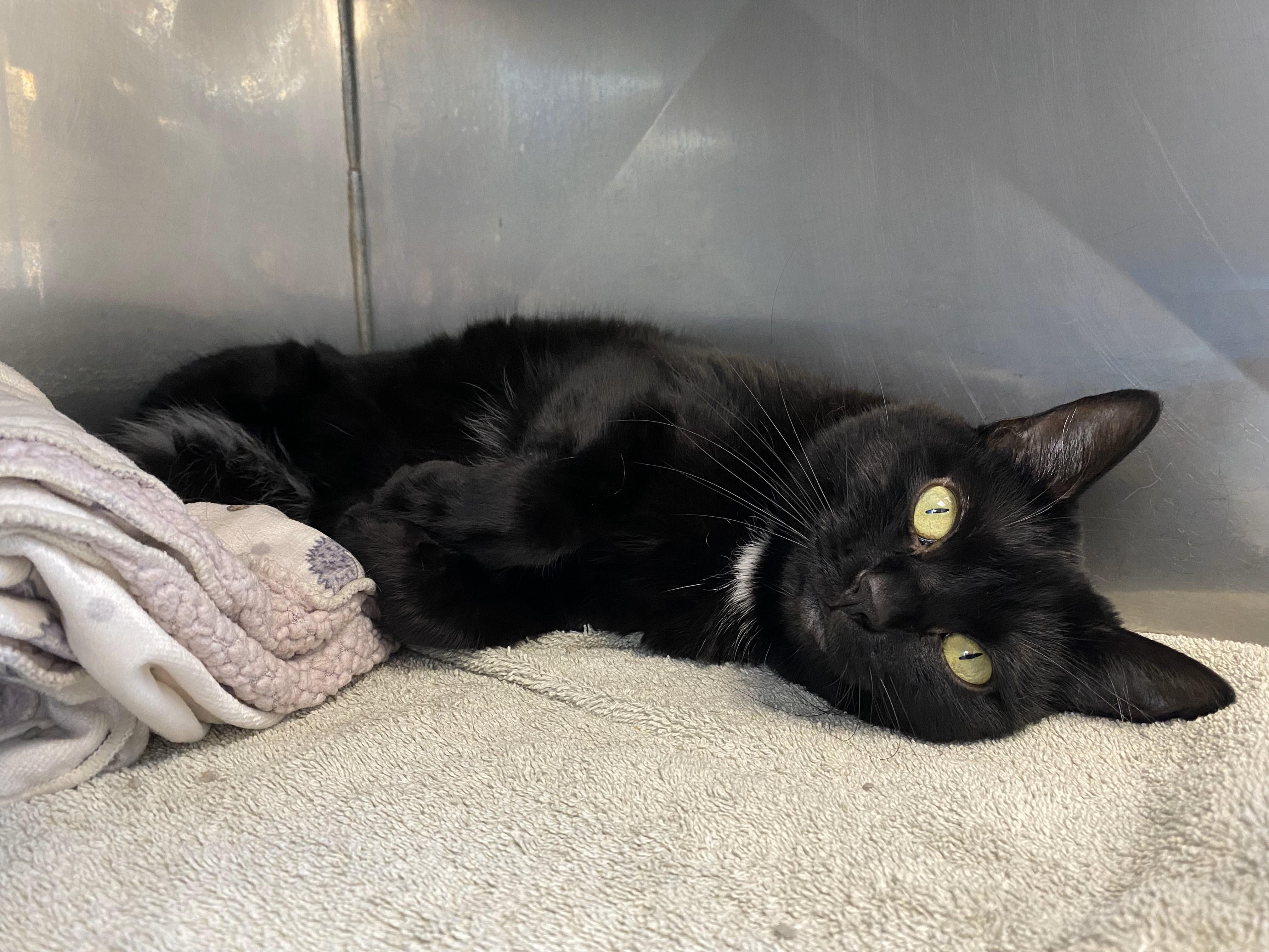 Luna, an adoptable Domestic Short Hair in Normal, IL_image-1