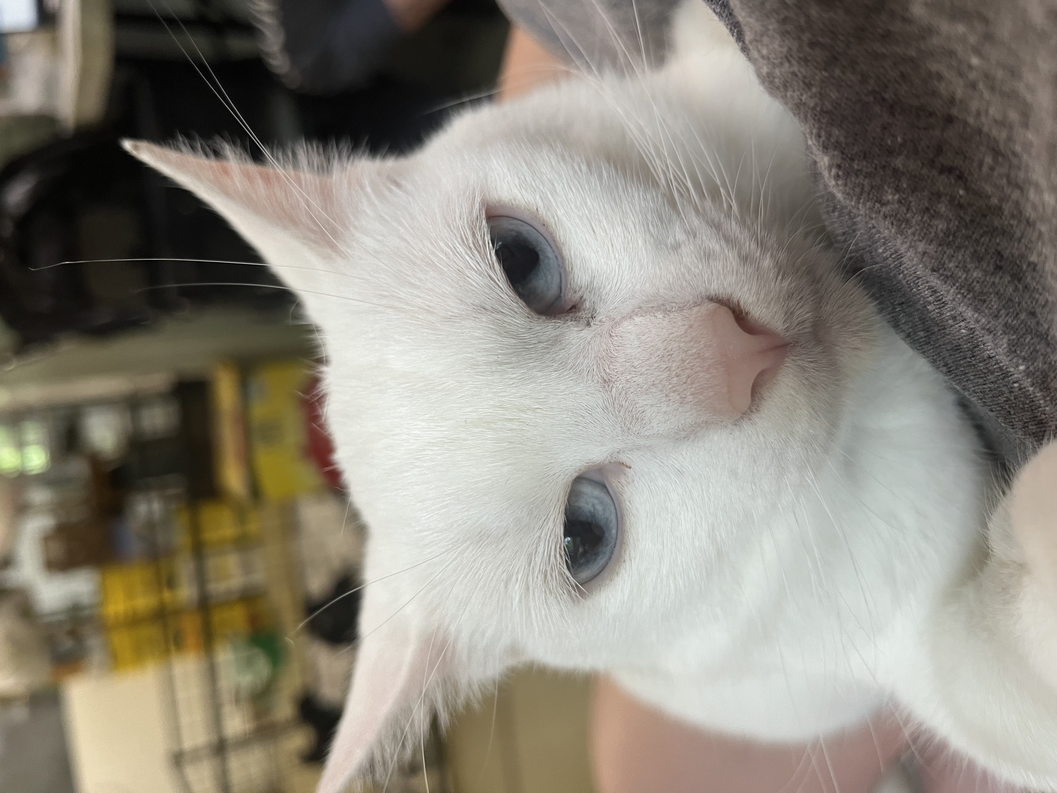 Ina, a Adoptable Siamese in Jackson, MO image 5/5