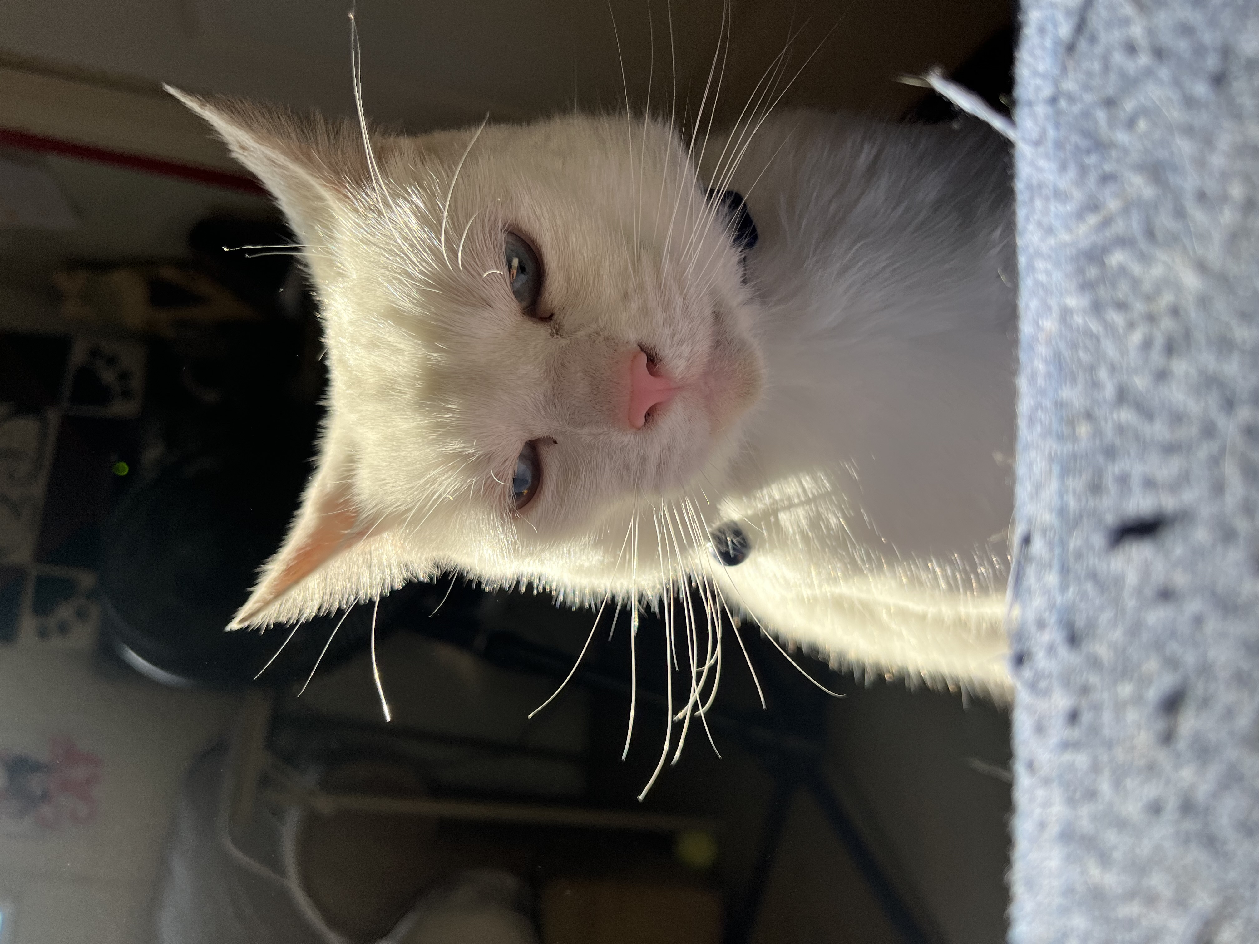 Ina, a Adoptable Siamese in Jackson, MO image 1/5