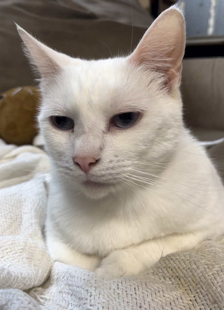 Ina, a Adoptable Siamese in Jackson, MO image 3/5