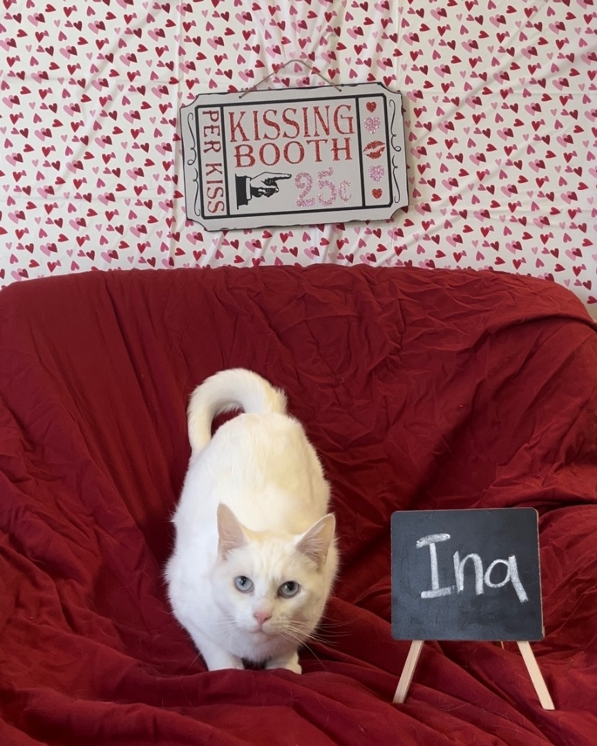 Ina, a Adoptable Siamese in Jackson, MO image 4/5