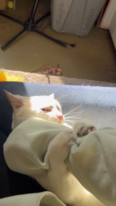 Enlarge Ina, a Adoptable Siamese in Jackson, MO video 2/5