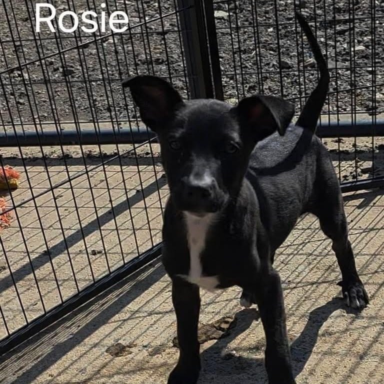 Enlarge Rosie, a Adoptable Terrier in Muldrow, OK image 1/1