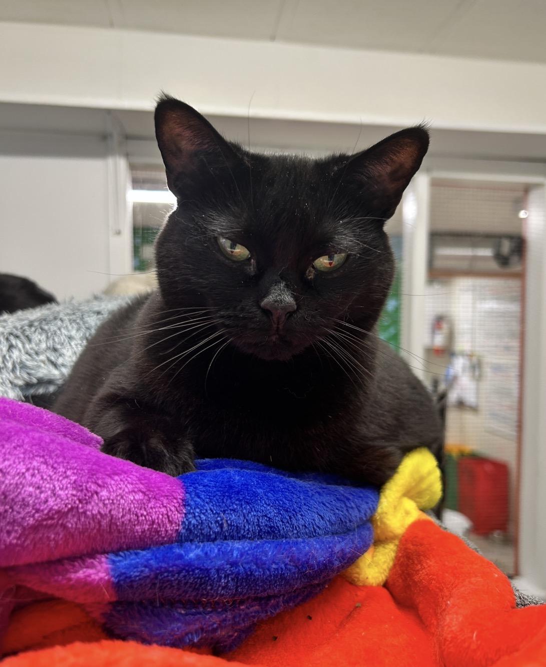 Elvira (Bonded with Gracie), a Adoptable Tabby in Maple Ridge, BC image 2/6