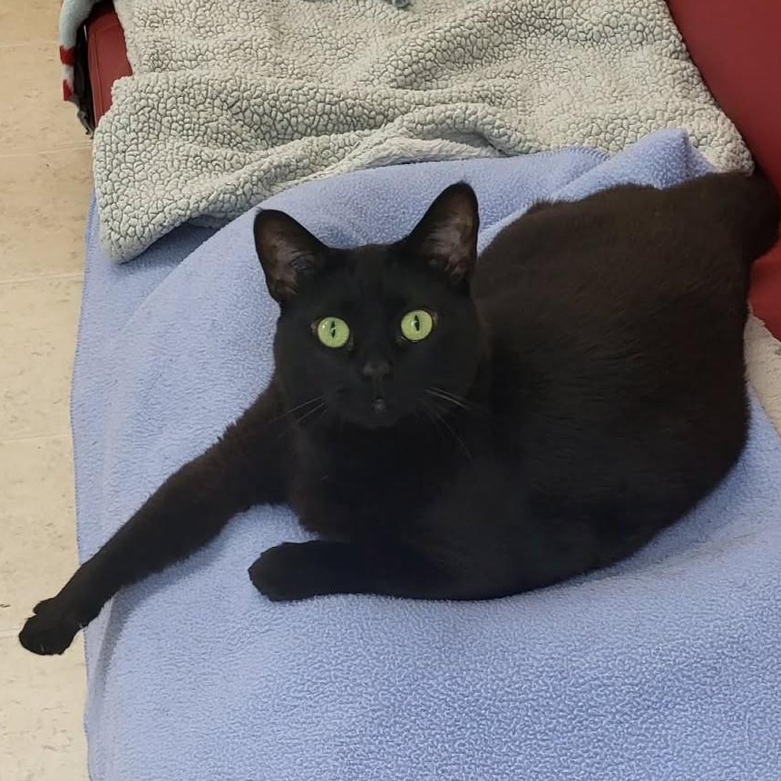 Elvira (Bonded with Gracie), a Adoptable Tabby image 2/5