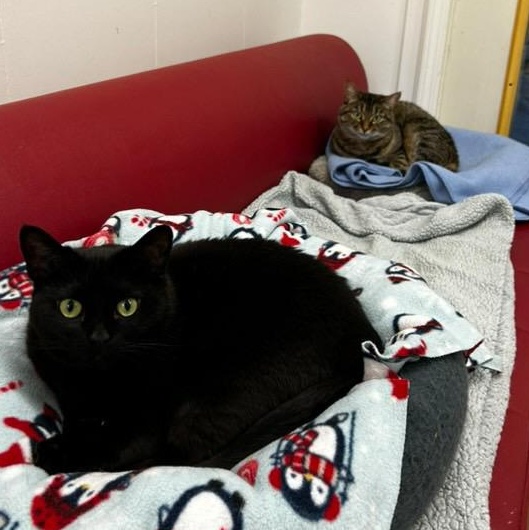 Elvira (Bonded with Gracie)