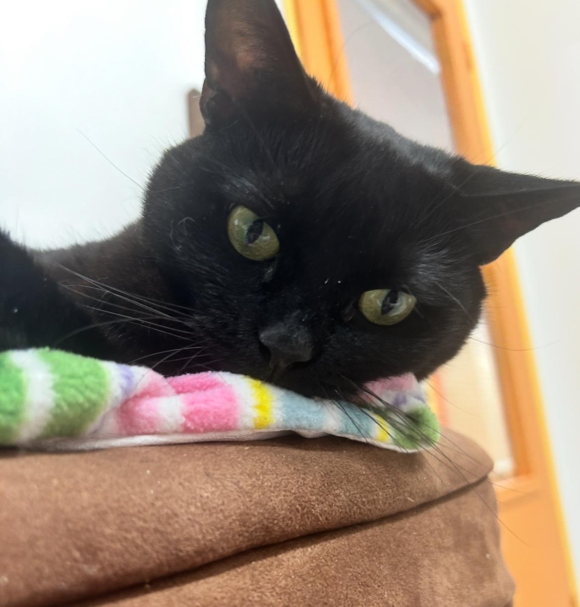 Elvira (Bonded with Gracie)