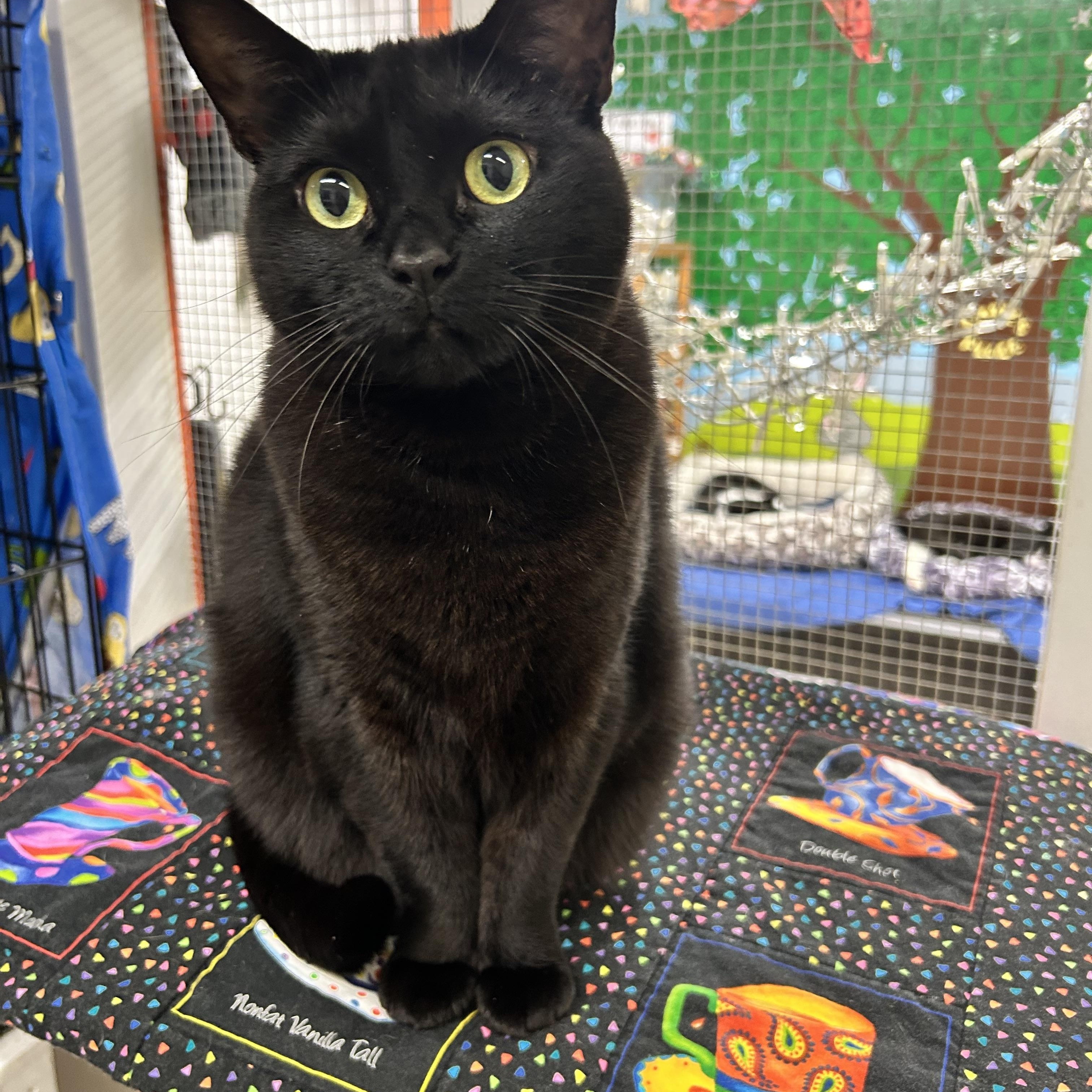 Elvira (Bonded with Gracie), Adoptable, Adult Female Tabby.