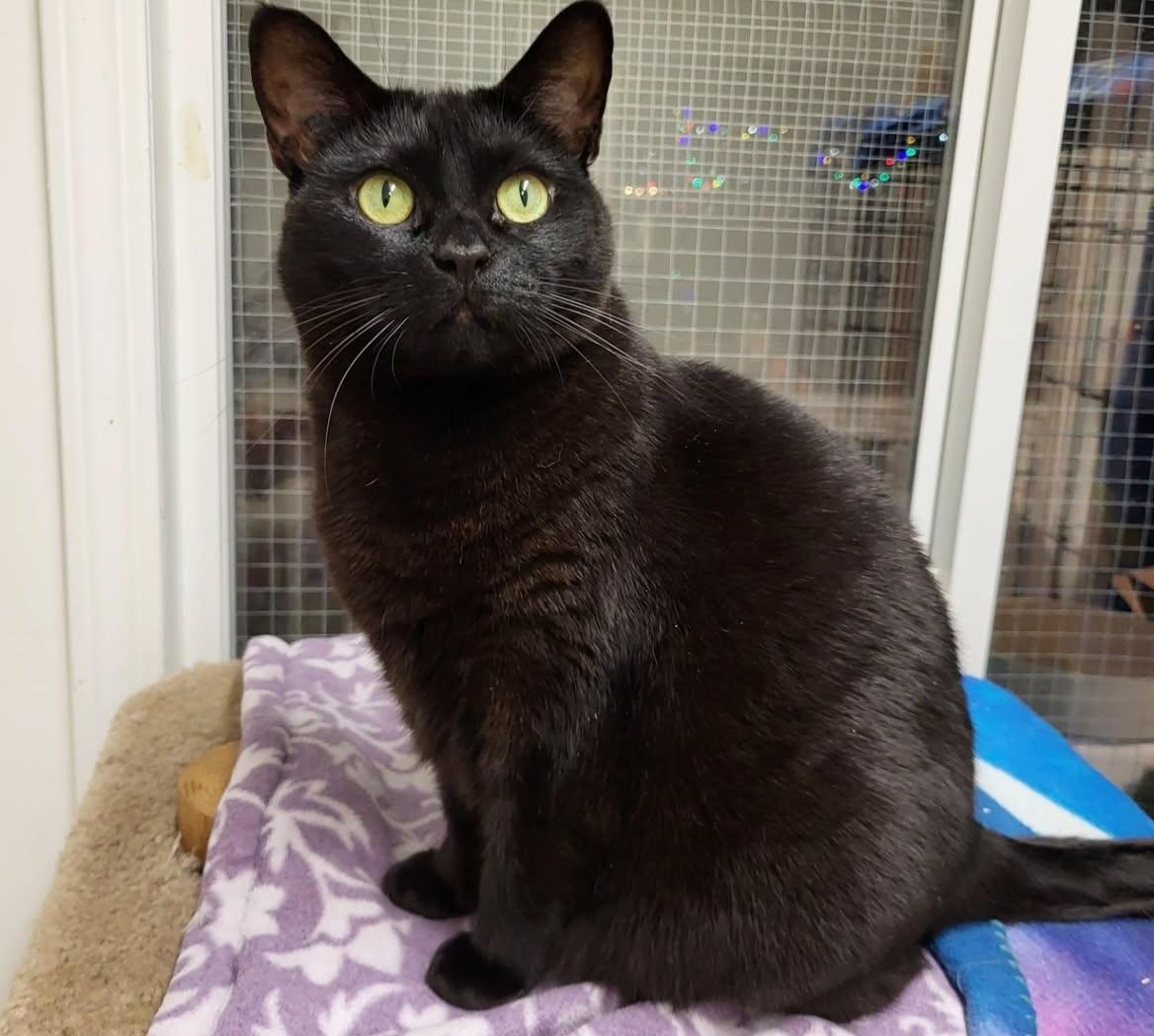 Elvira (Bonded with Gracie), a Adoptable Tabby image 5/5