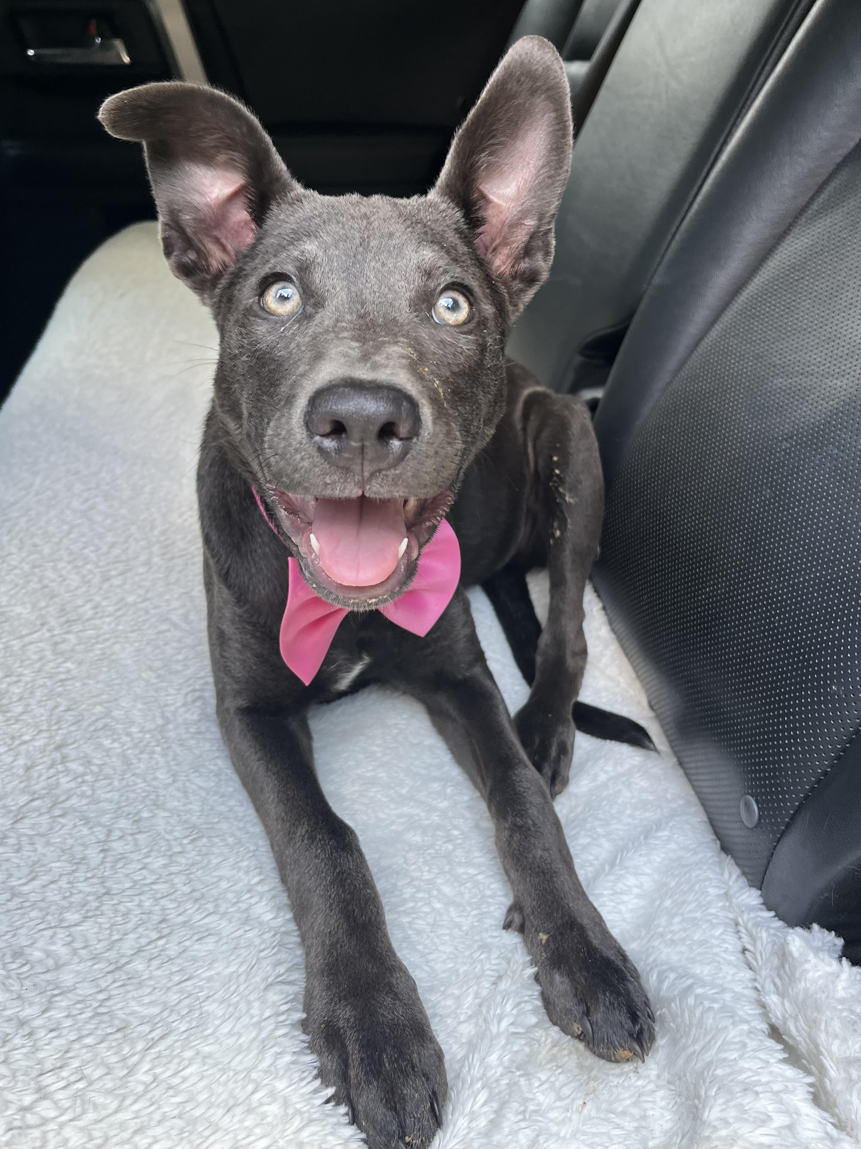 Enlarge Rue, a Adoptable mixed breed in Jacksonville, FL image 3/6