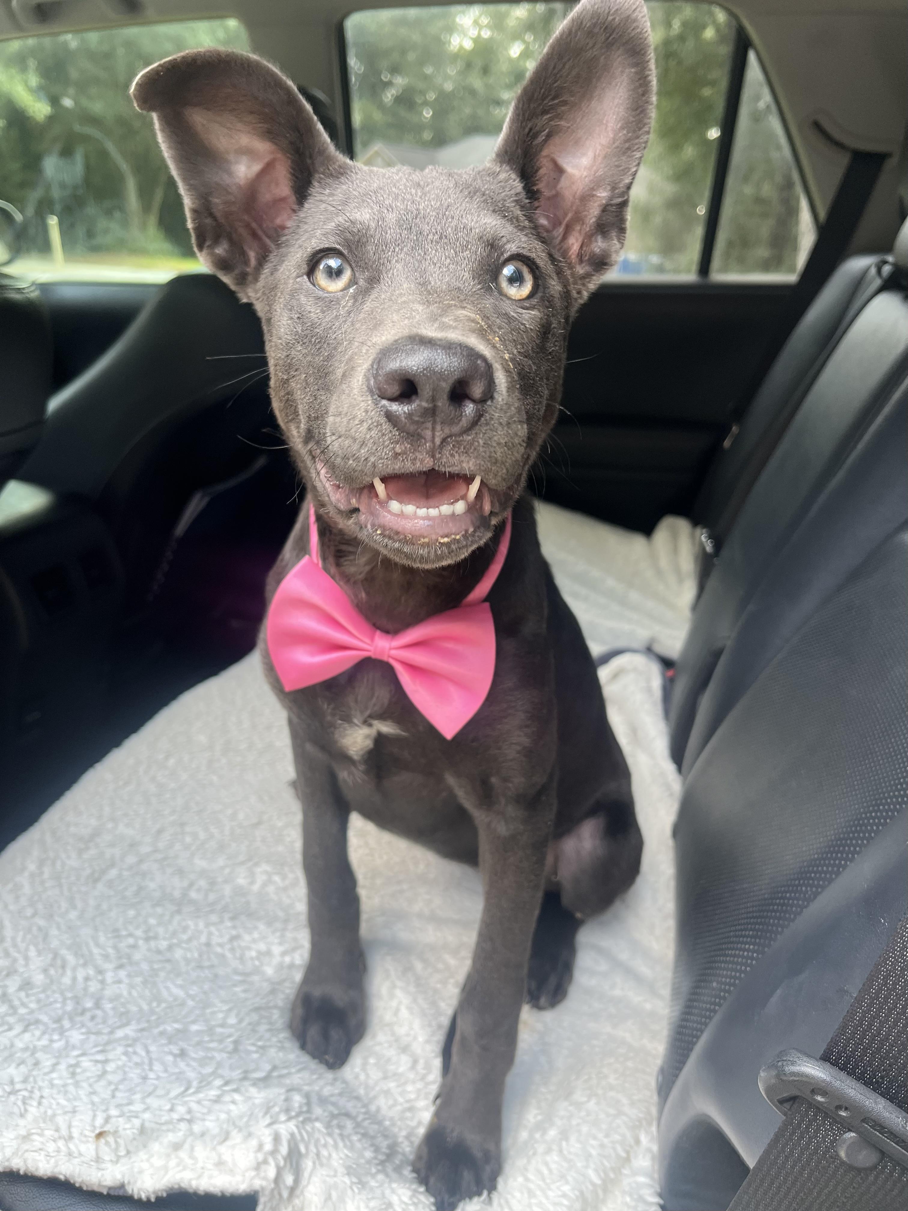 Enlarge Rue, a Adoptable mixed breed in Jacksonville, FL image 4/6