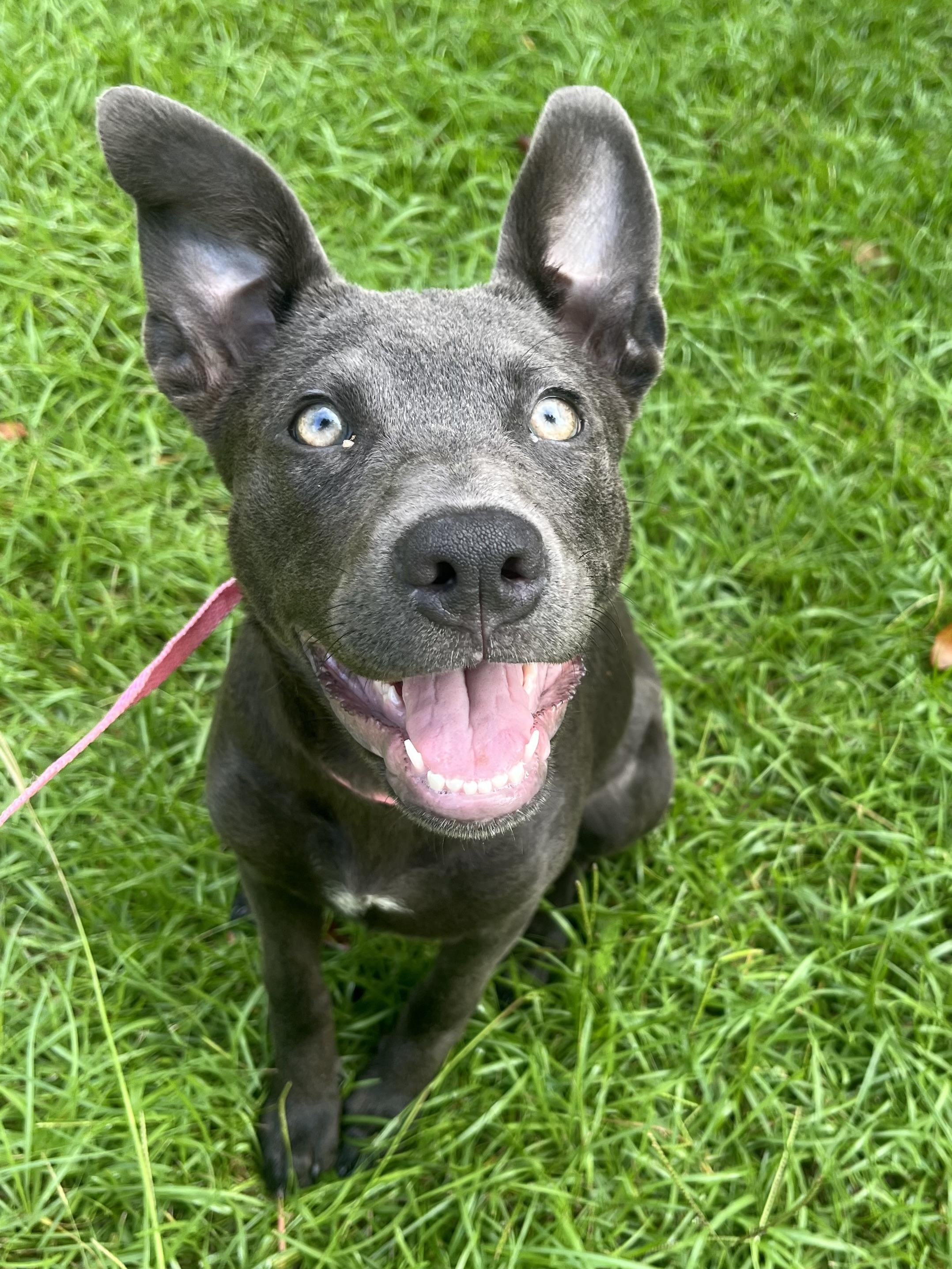 Rue, Adoptable, Puppy Female German Shepherd Dog & Labrador Retriever.