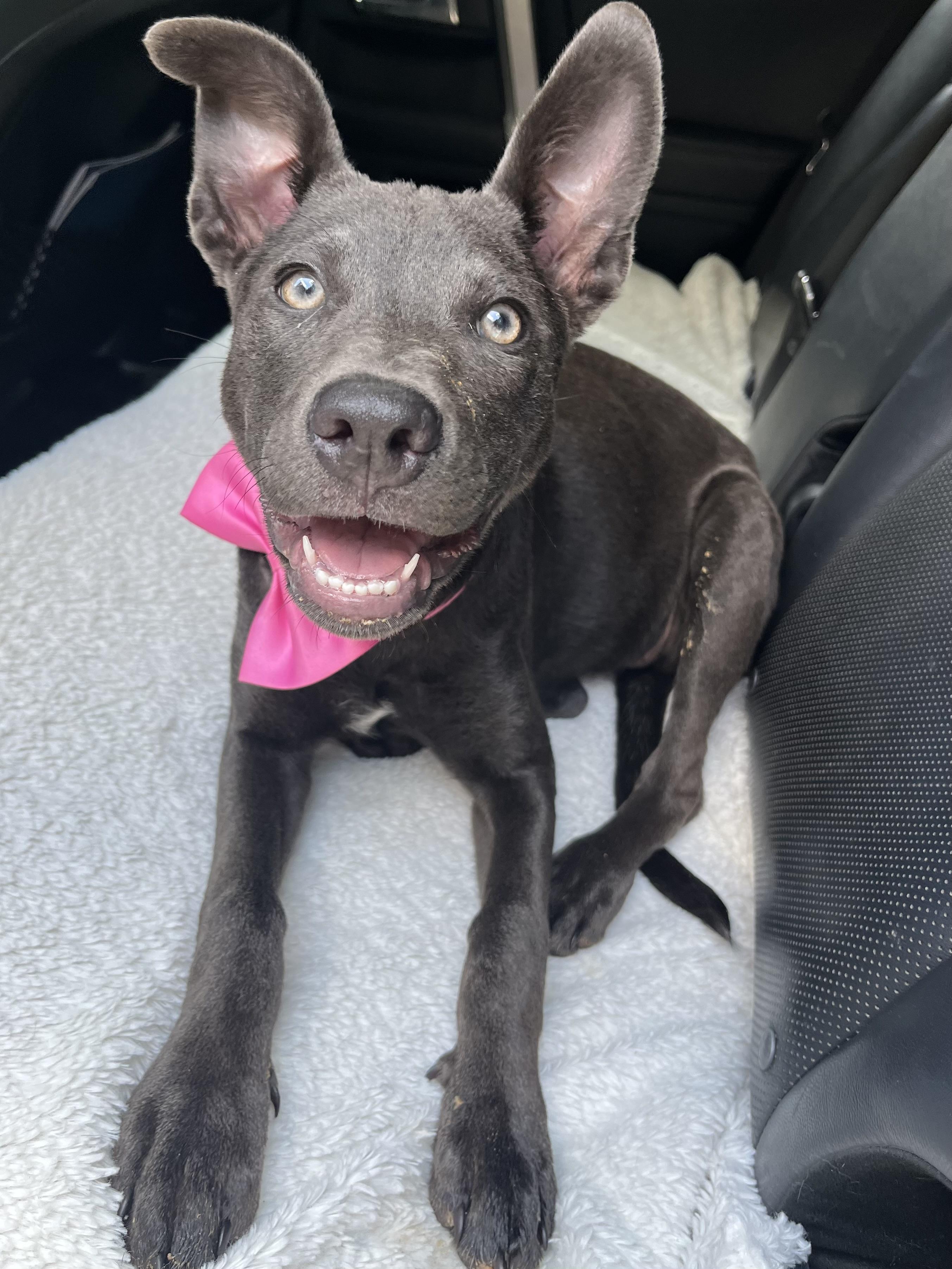 Enlarge Rue, a Adoptable mixed breed in Jacksonville, FL image 5/6
