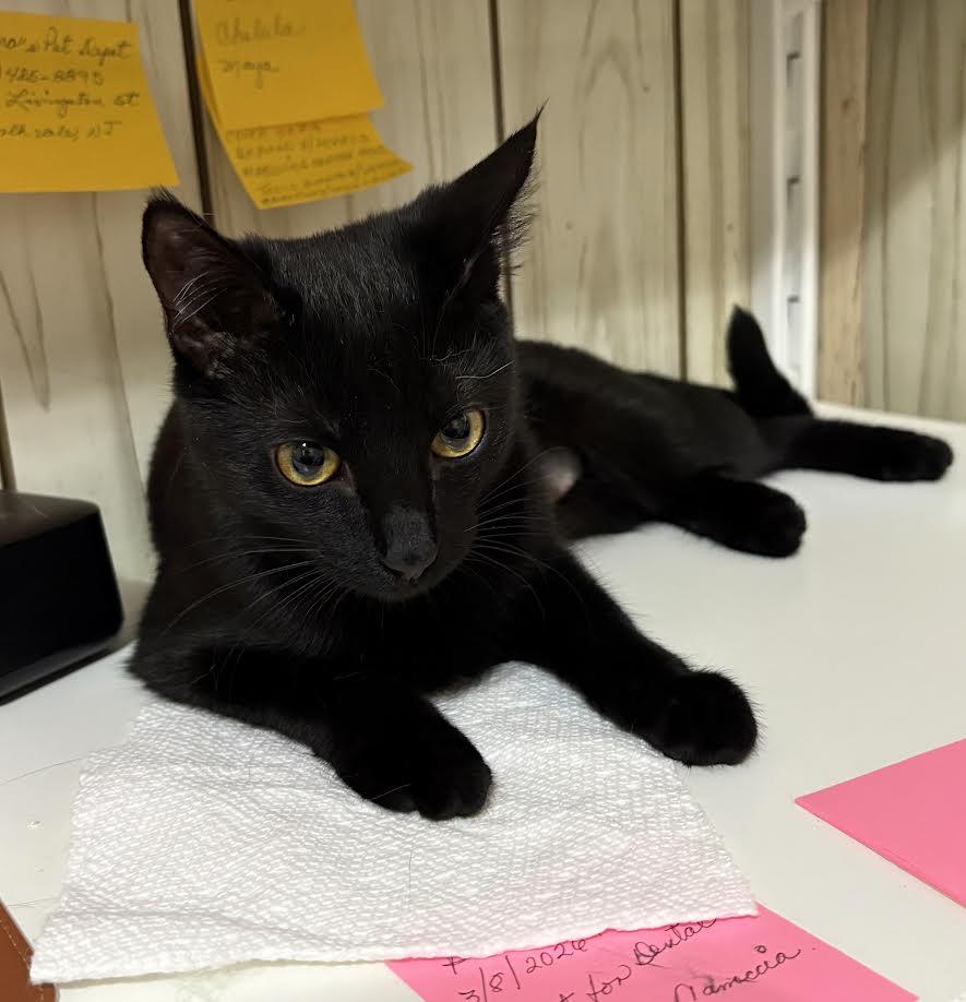 Onyx, ADOPTABLE, Kitten Female American Shorthair.