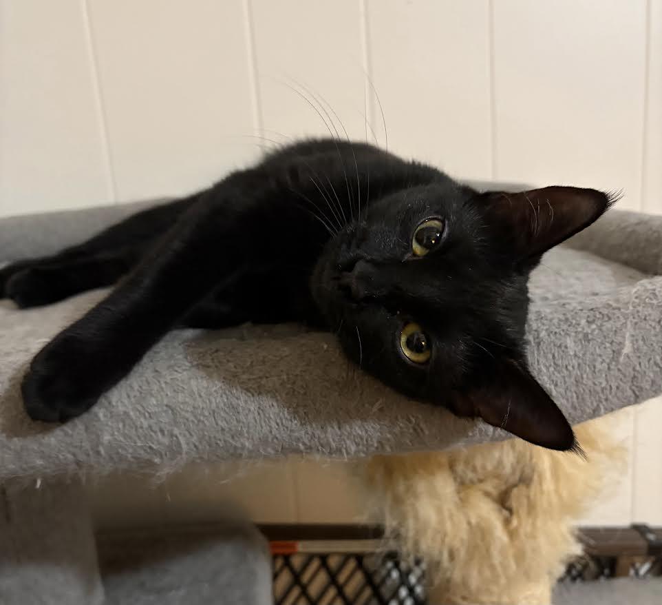 Onyx, a ADOPTABLE American Shorthair in Union City, NJ image 2/4