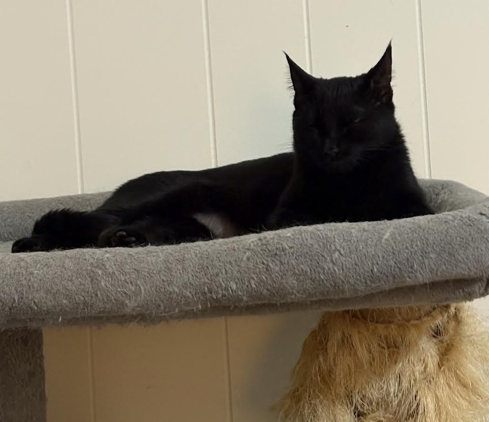 Onyx, a ADOPTABLE American Shorthair in Union City, NJ image 4/4