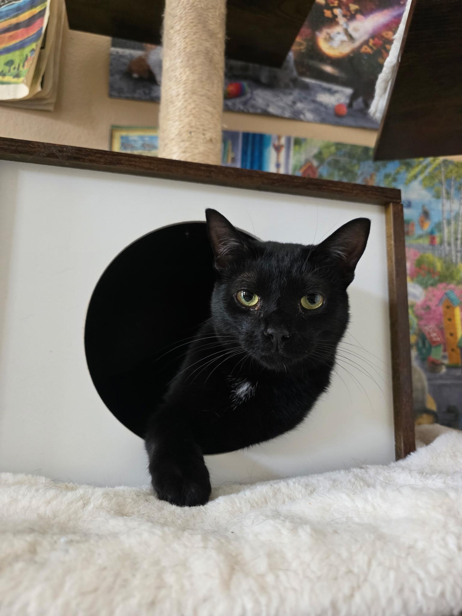Turnip, Adoptable, Young Male Domestic Short Hair.