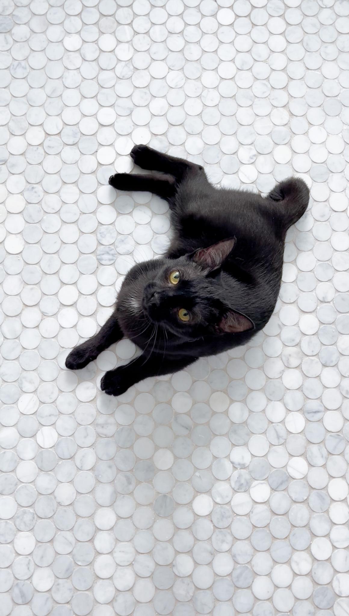 Turnip, a Adoptable Domestic Short Hair in New Orleans, LA image 4/4